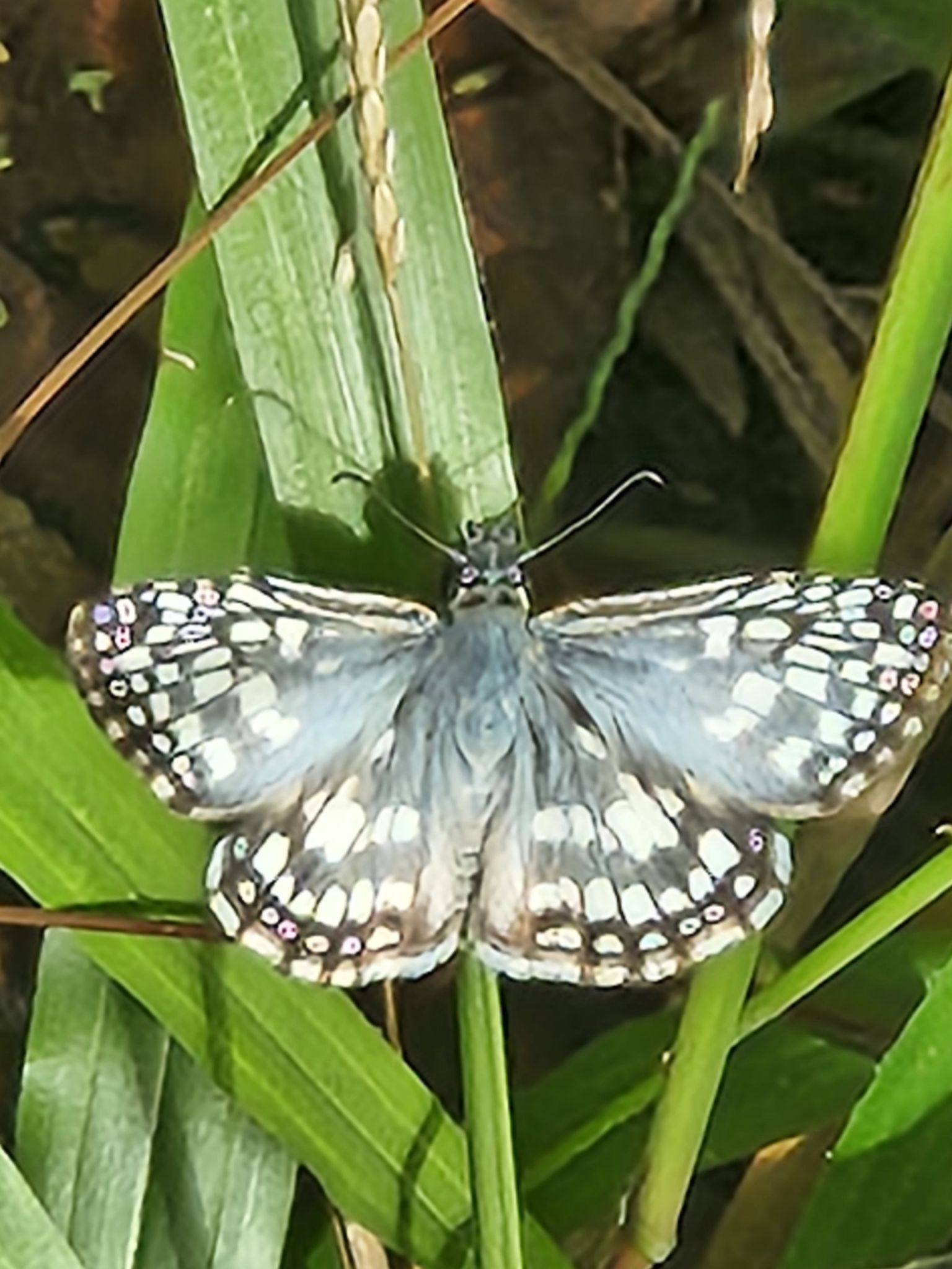 Community photo by Jo-Ann Hem Lee | Trail at St Michael's Forestry Reserve.Tacarigua,Trinidad& Tobago