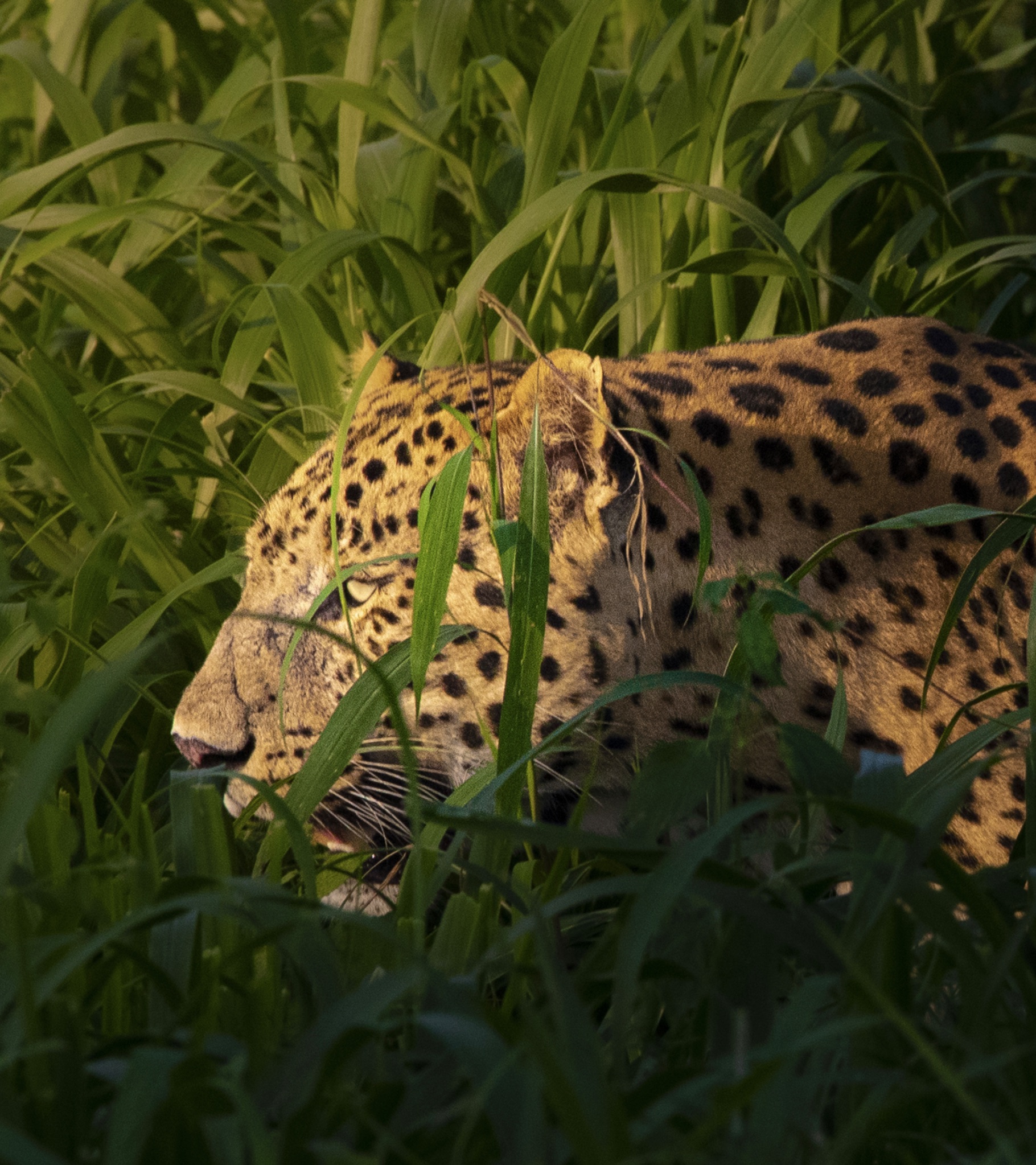 Community photo by Aquib Ali Ansari Ansari | Jaipur, Rajasthan, India