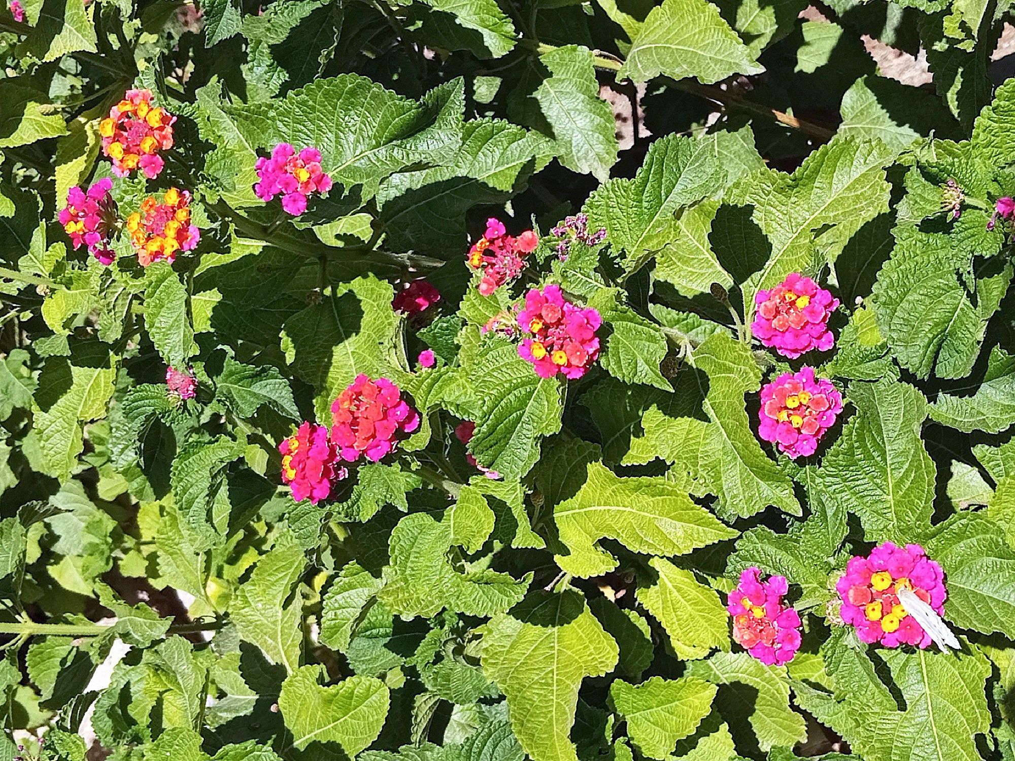 Community photo by Hassan