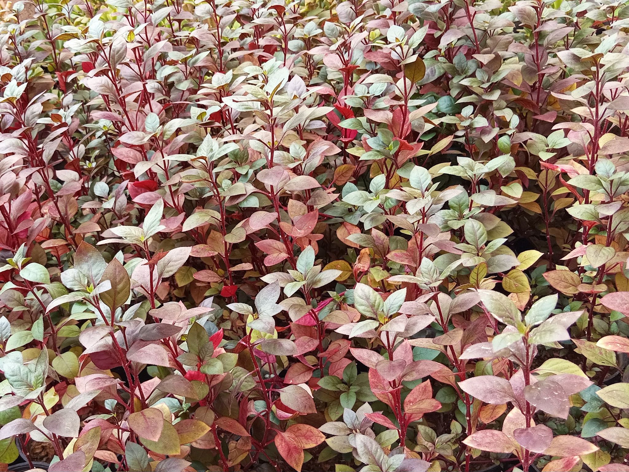 Community photo by Hassan