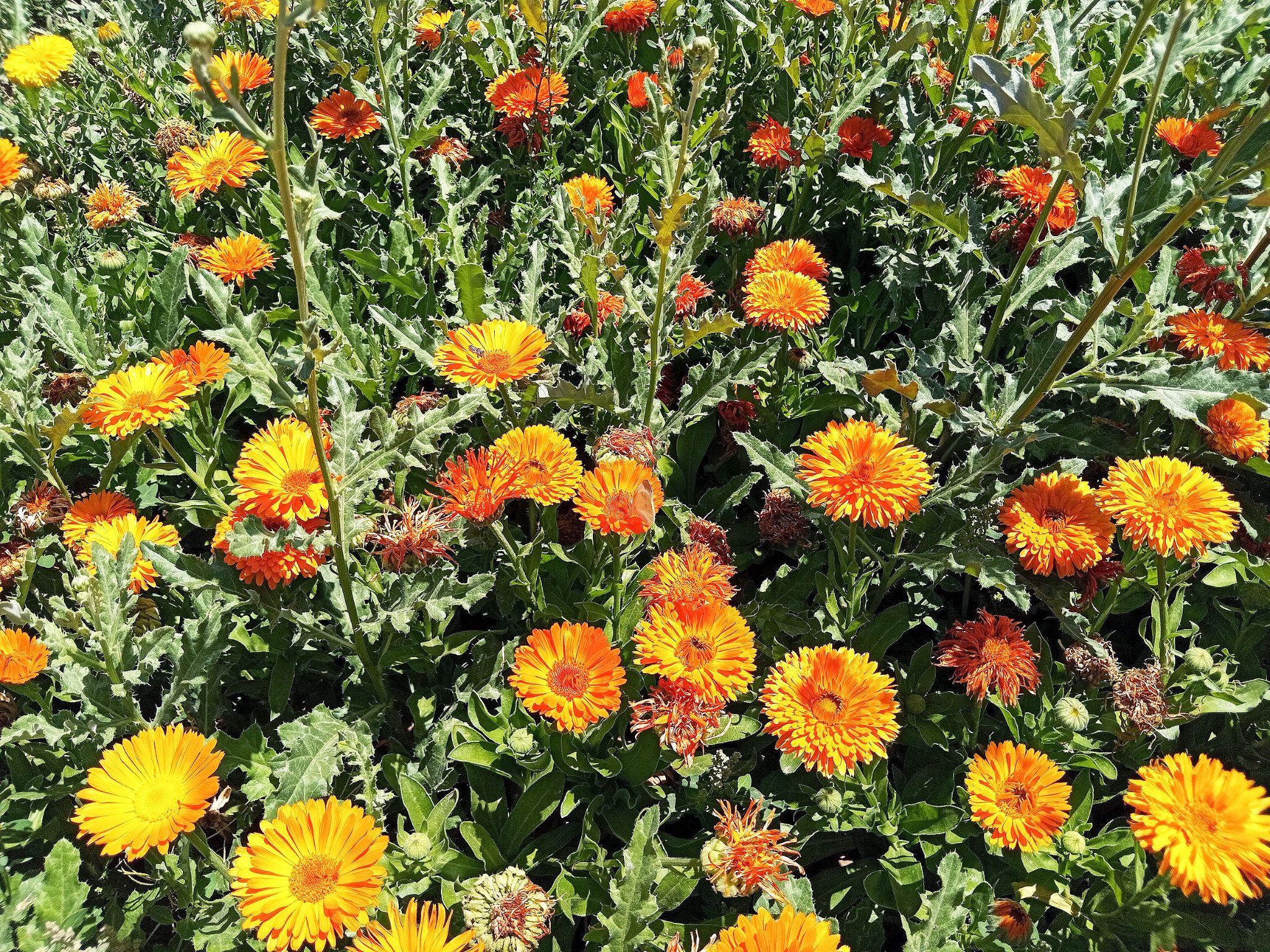 Community photo by Hassan