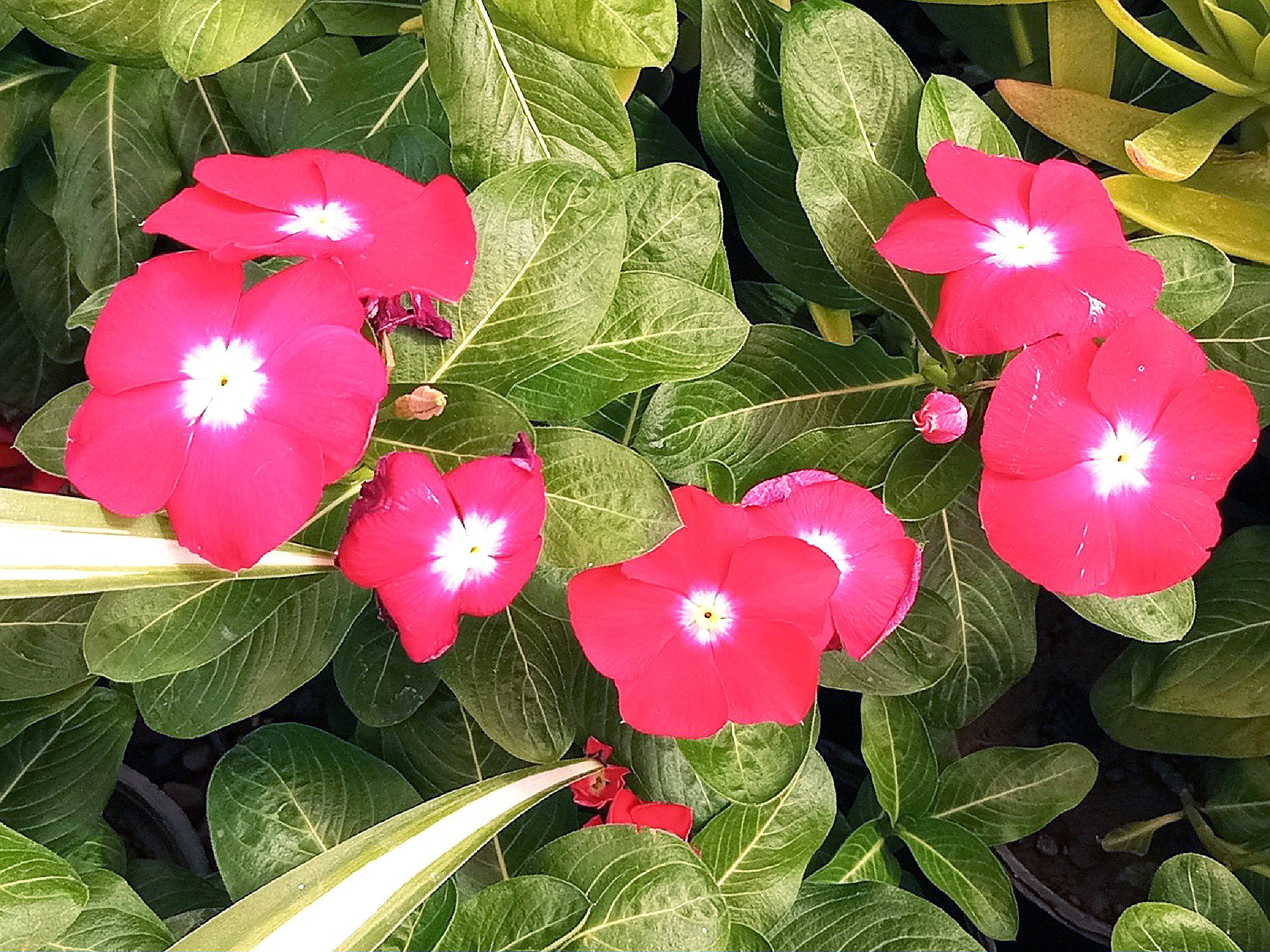 Community photo by Hassan