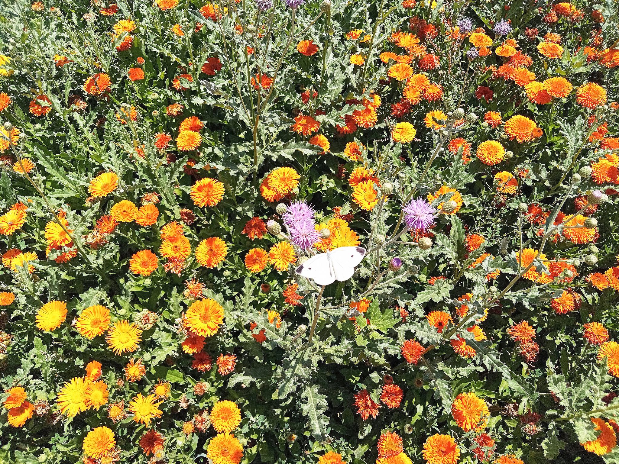 Community photo by Hassan