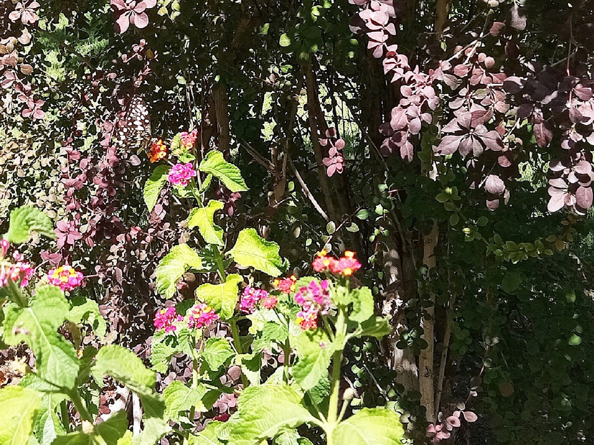 Community photo by Hassan