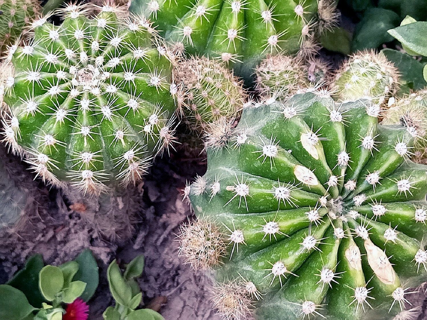 Community photo by Hassan