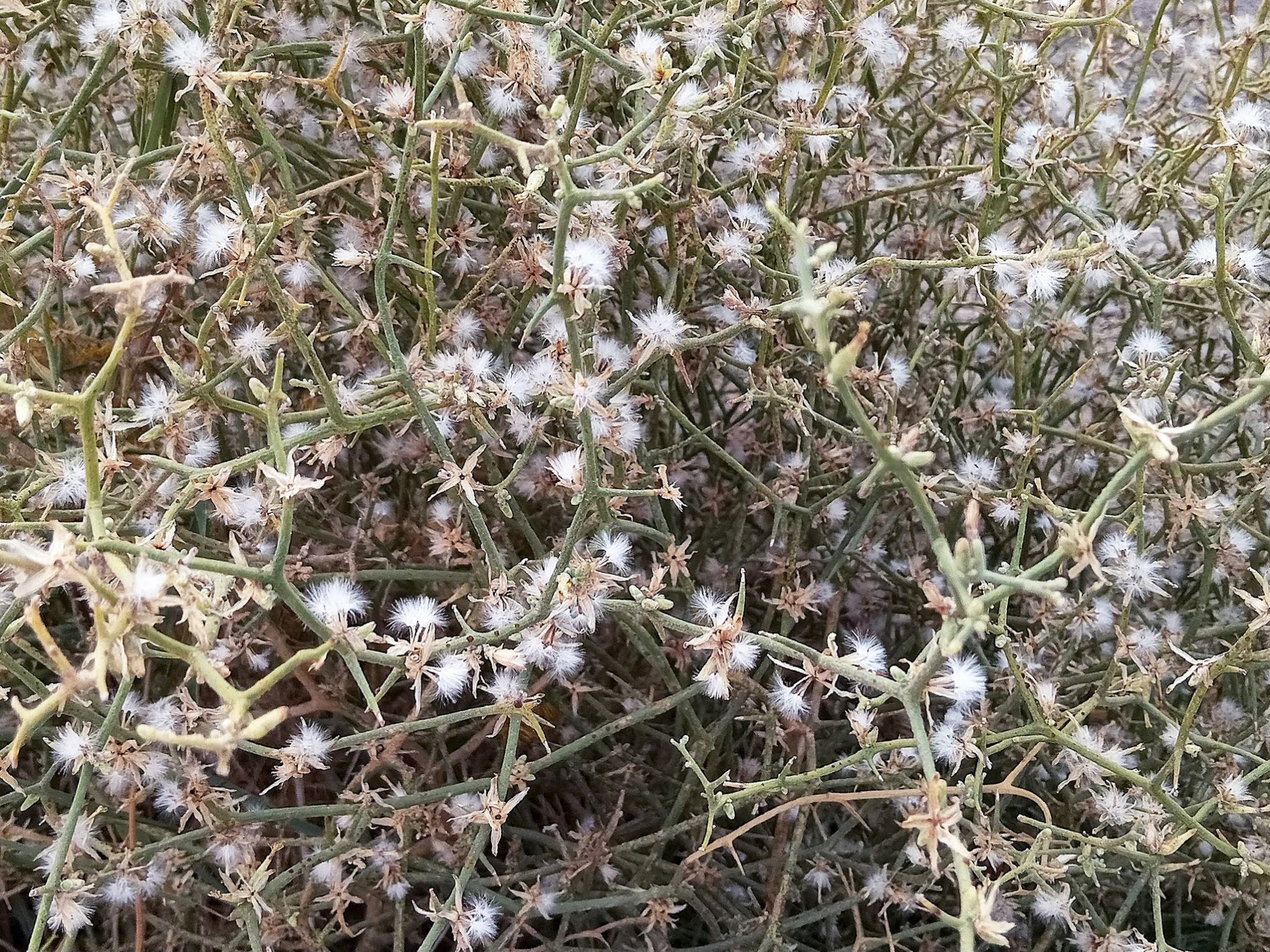 Community photo by Hassan