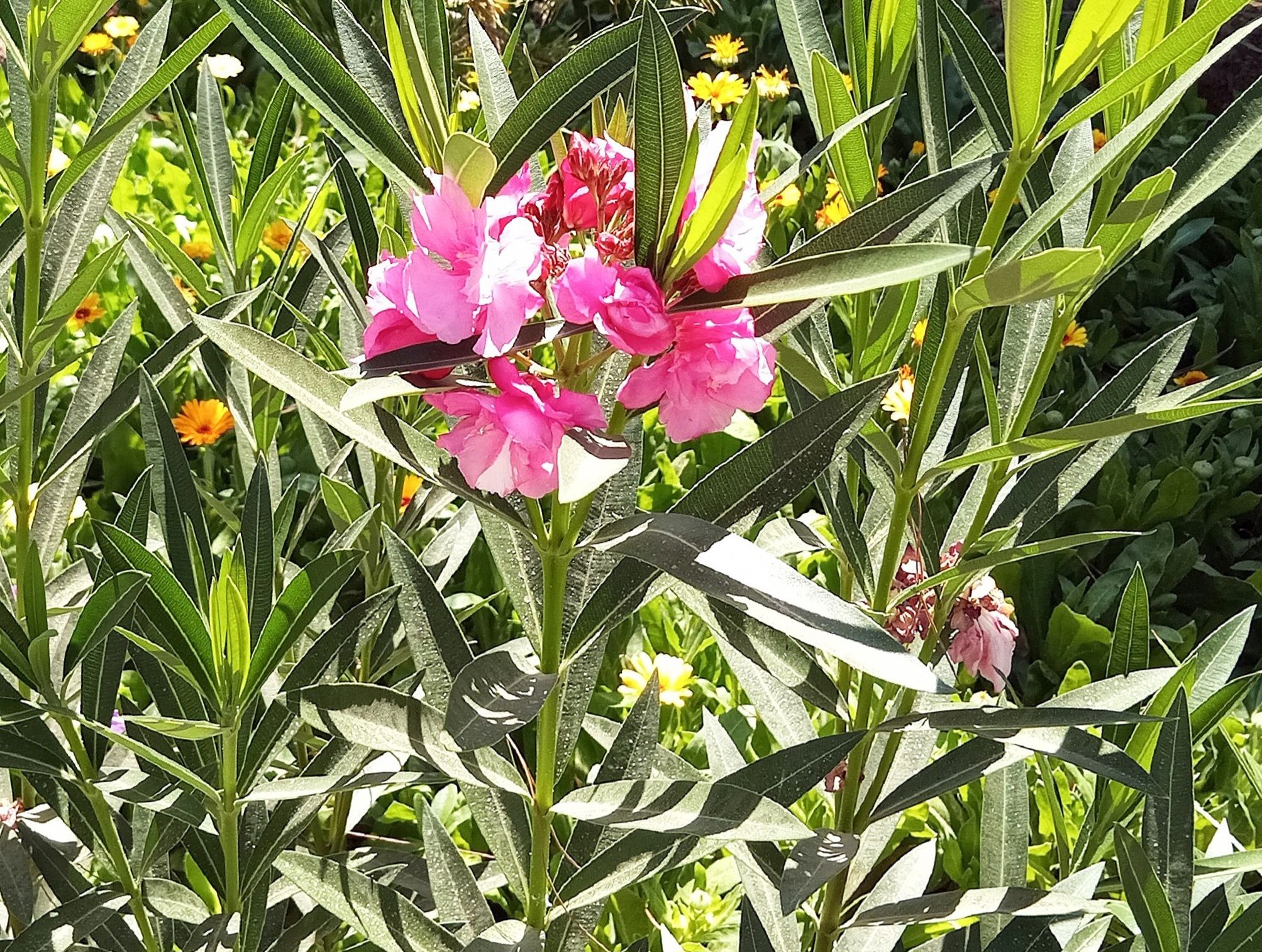Community photo by Hassan Dadashi  Arani | Esfahan province. Iran