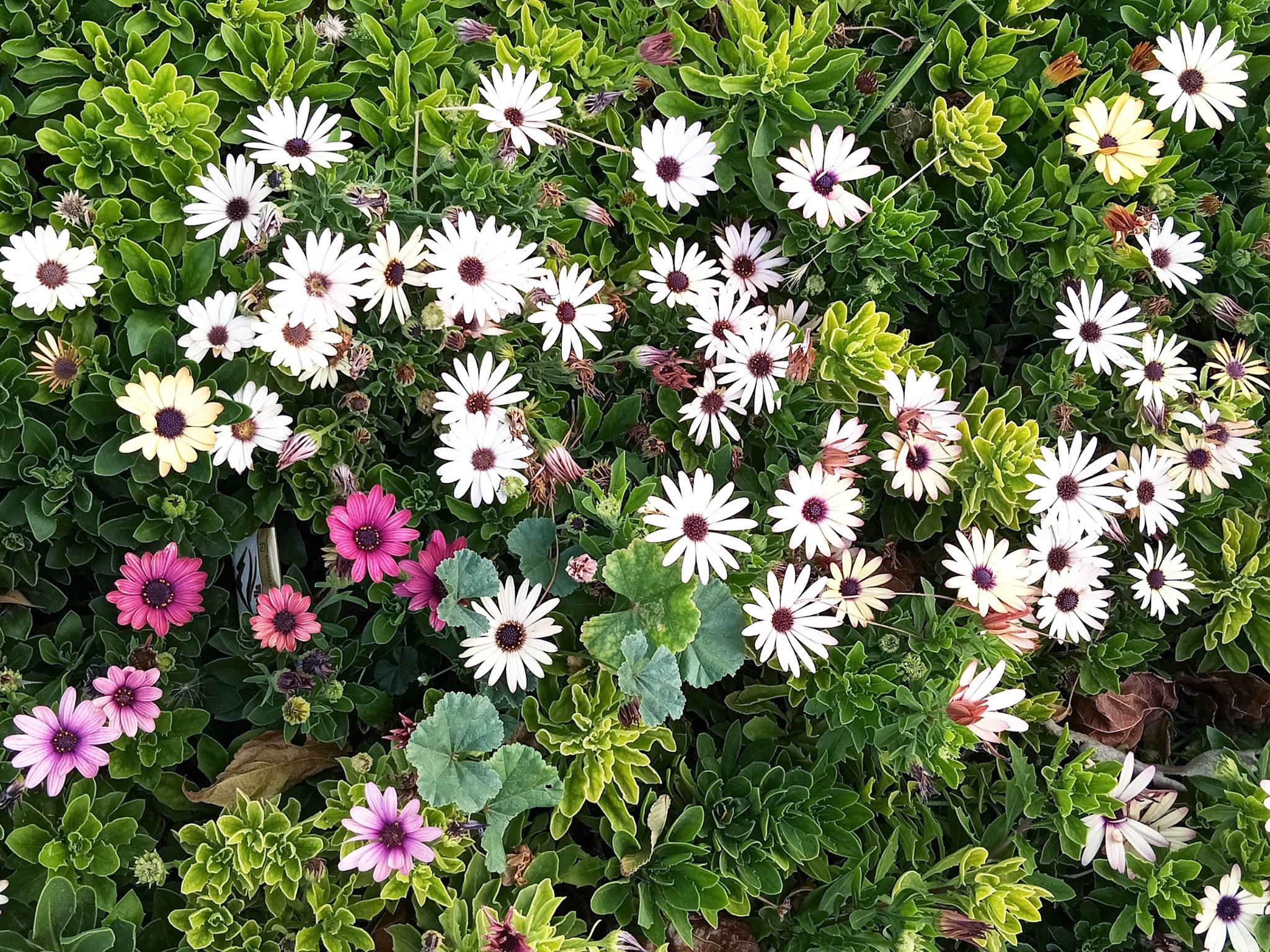 Community photo by Hassan