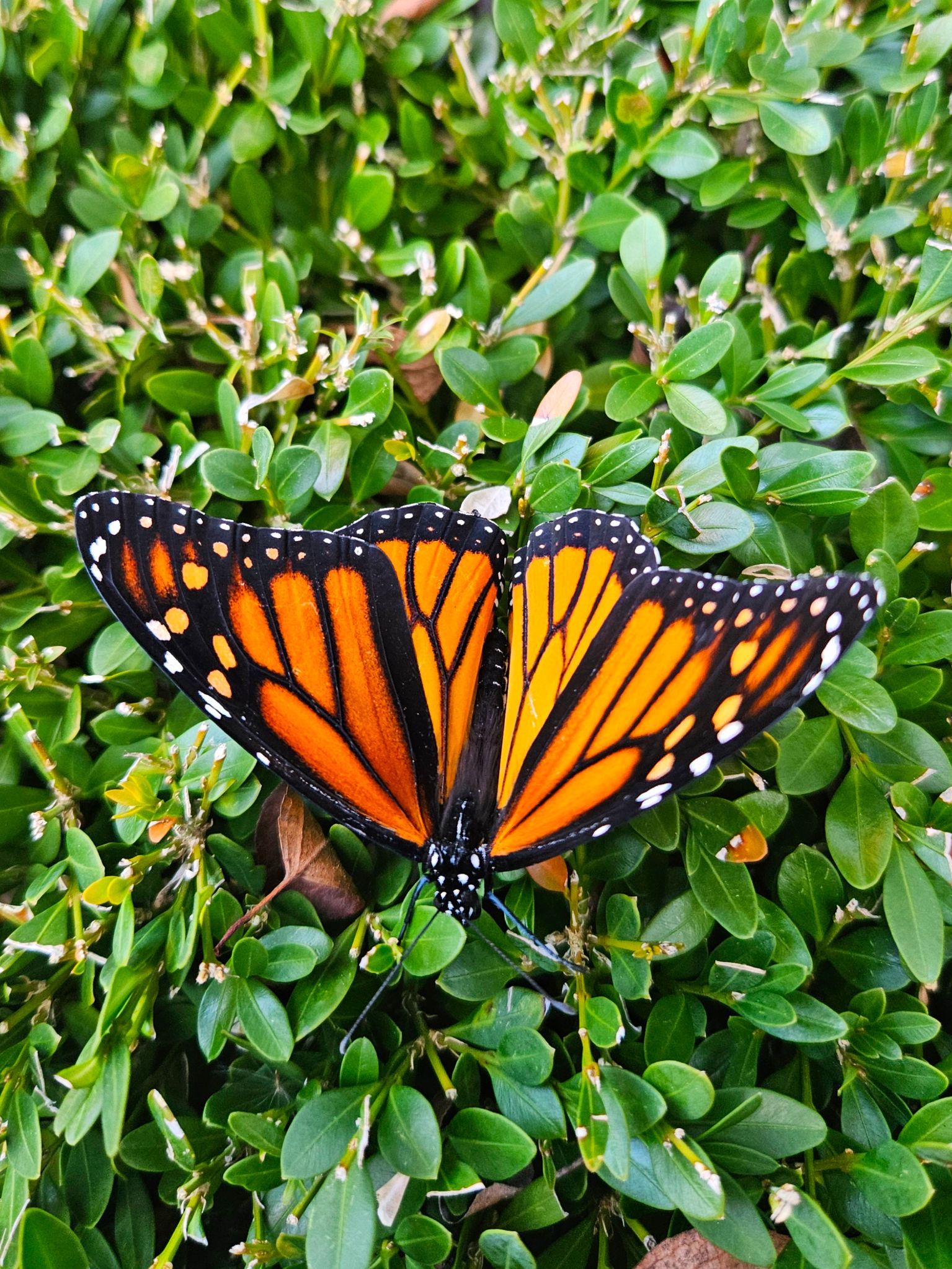 Community photo by C. Gentile | Florham Park, NJ USA