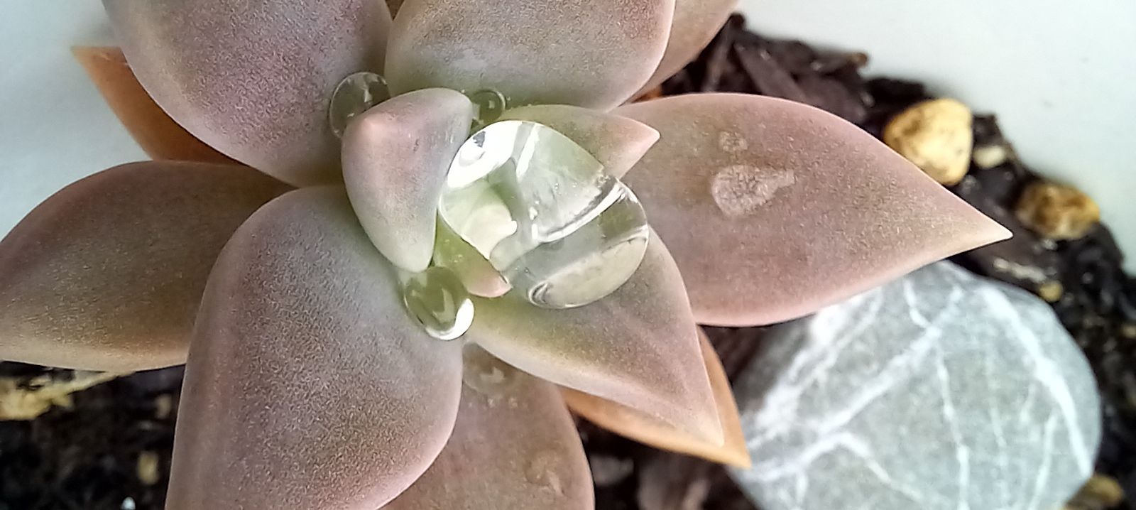 Community photo by Dolores de la Fuente | Roseburg,  Oregon