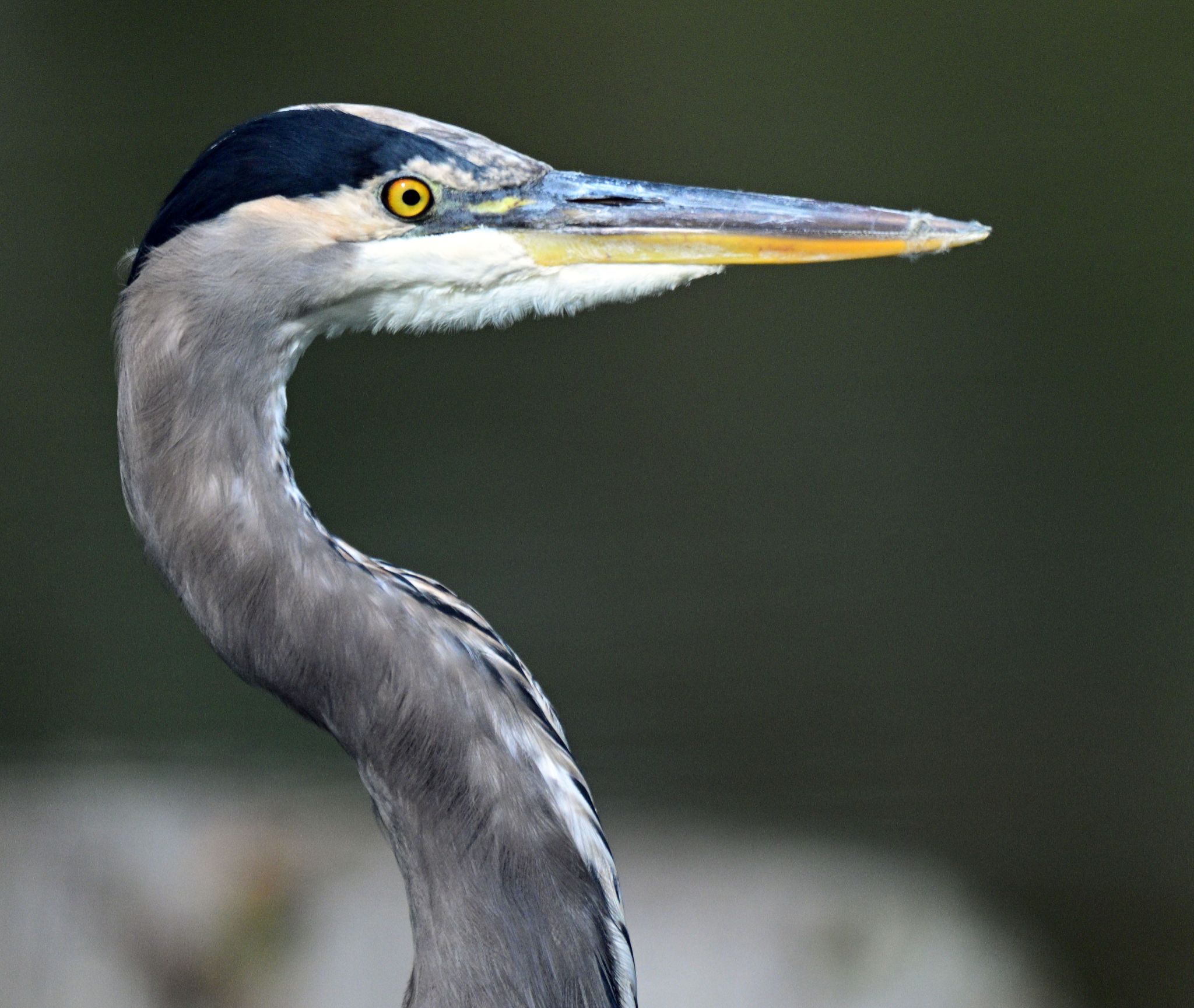 Community photo by Cecille Kennedy | Lincoln City, Oregon