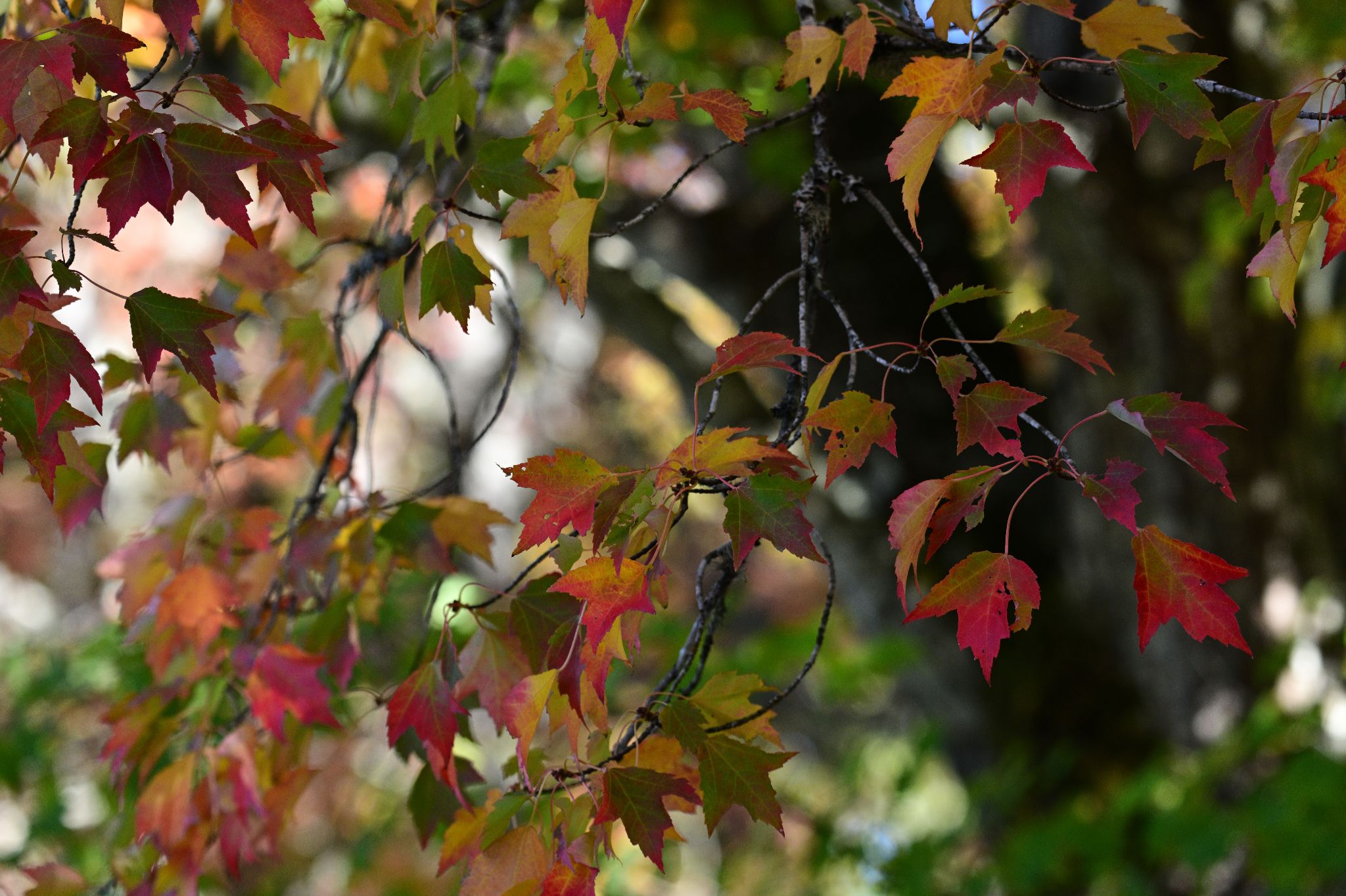 Community photo by Cecille Kennedy | Philomath, Oregon