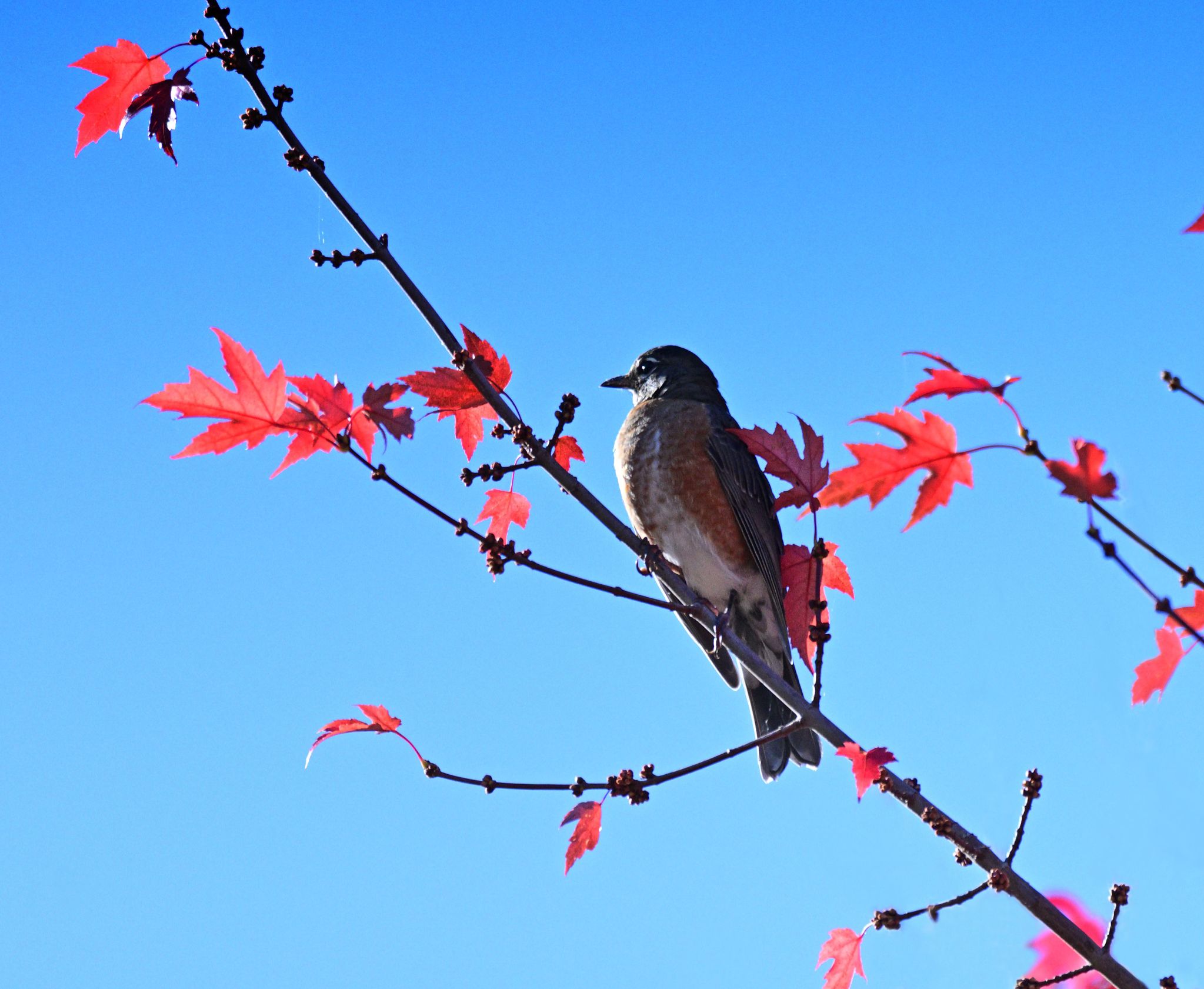 Community photo by Cecille Kennedy | Philomath, Oregon
