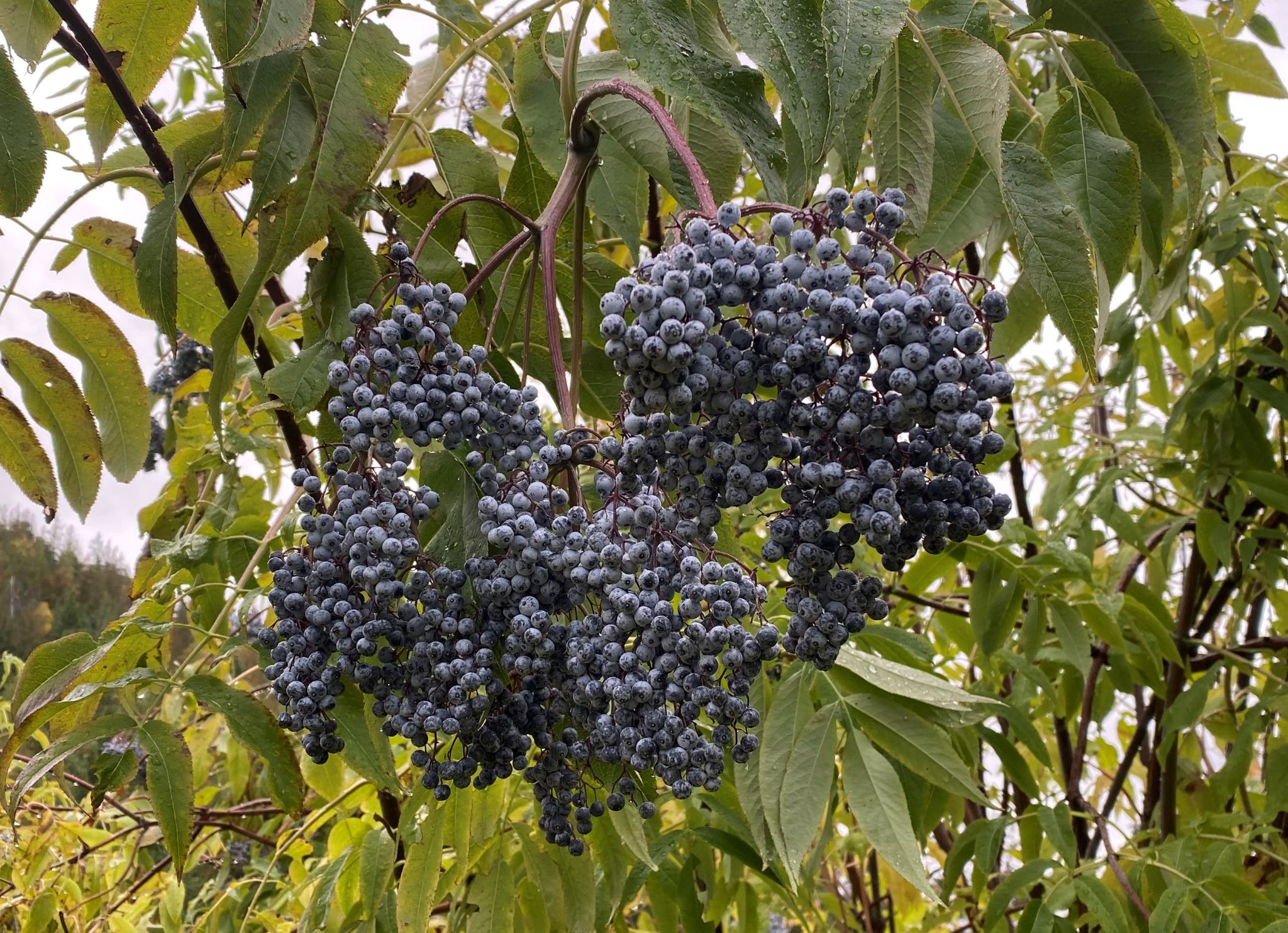 Community photo by Mac