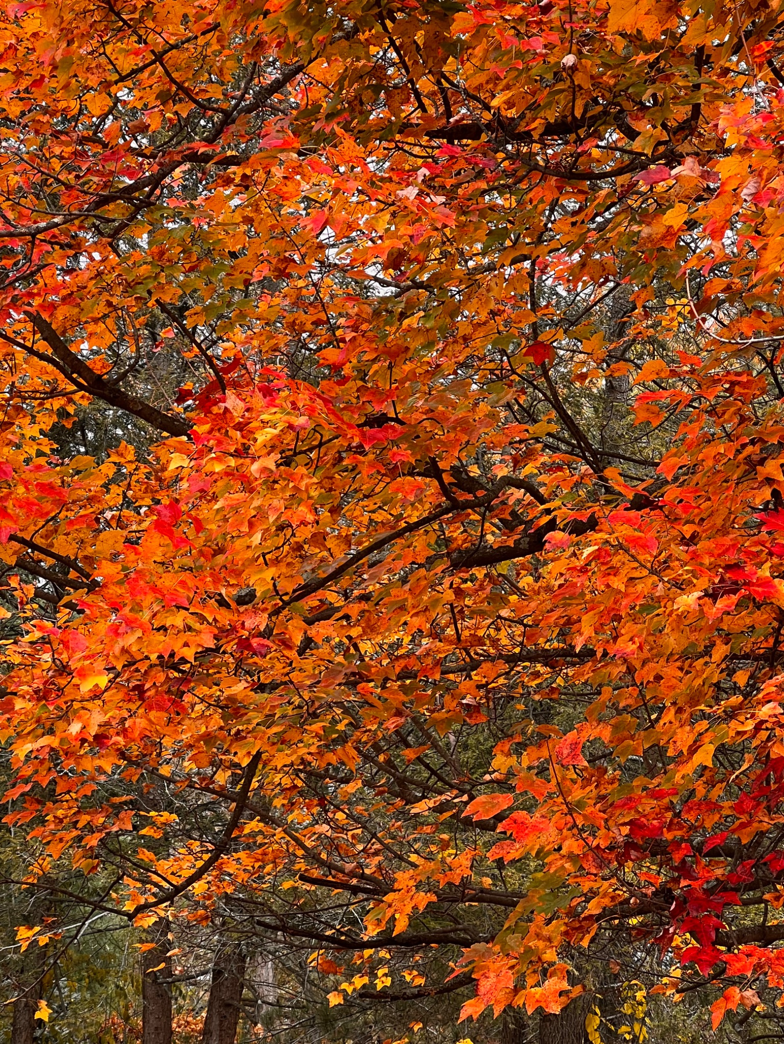 Community photo by Sudhir