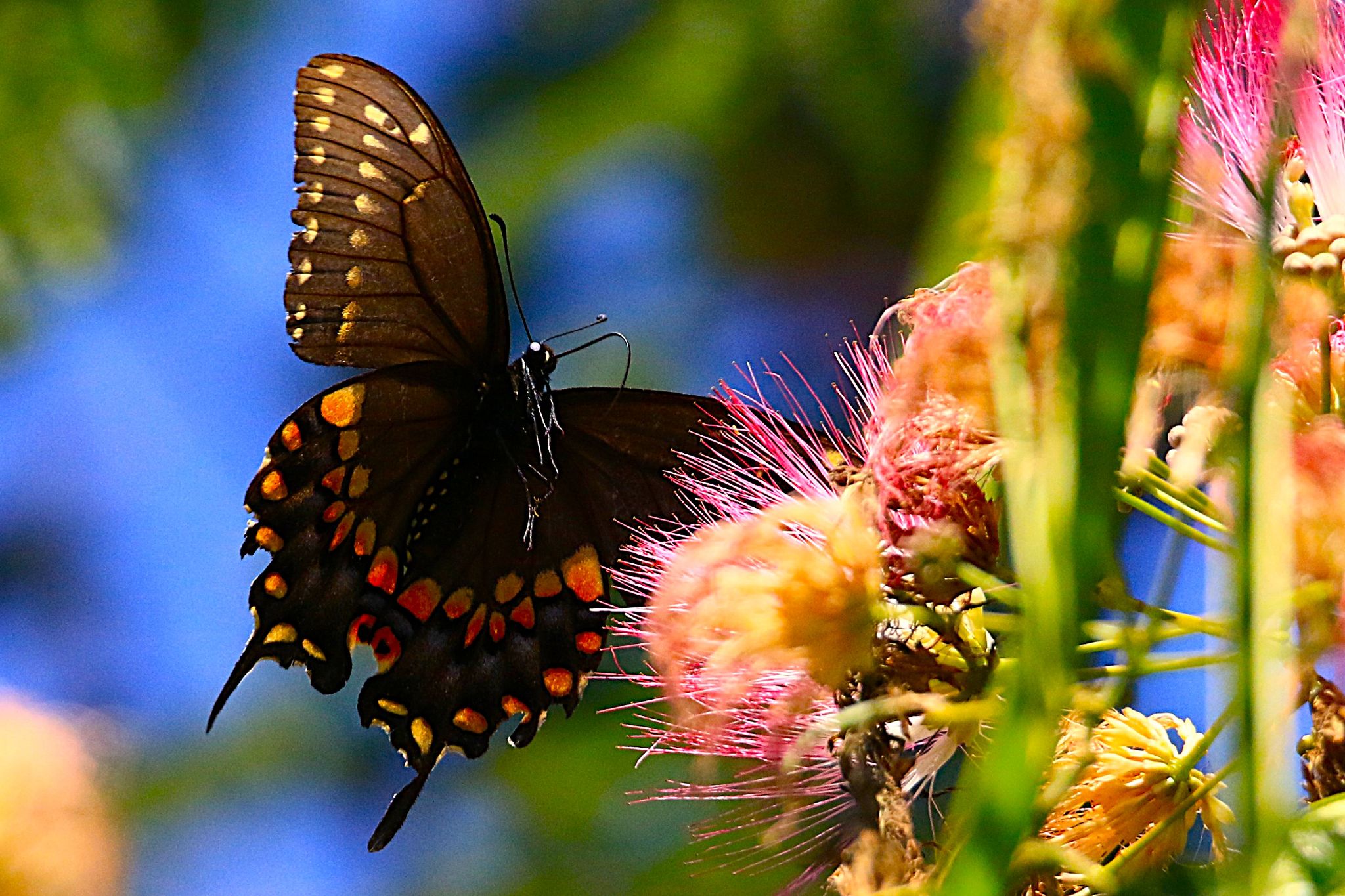 Community photo by Bill Kozar | Taylorsville, Indiana. USA