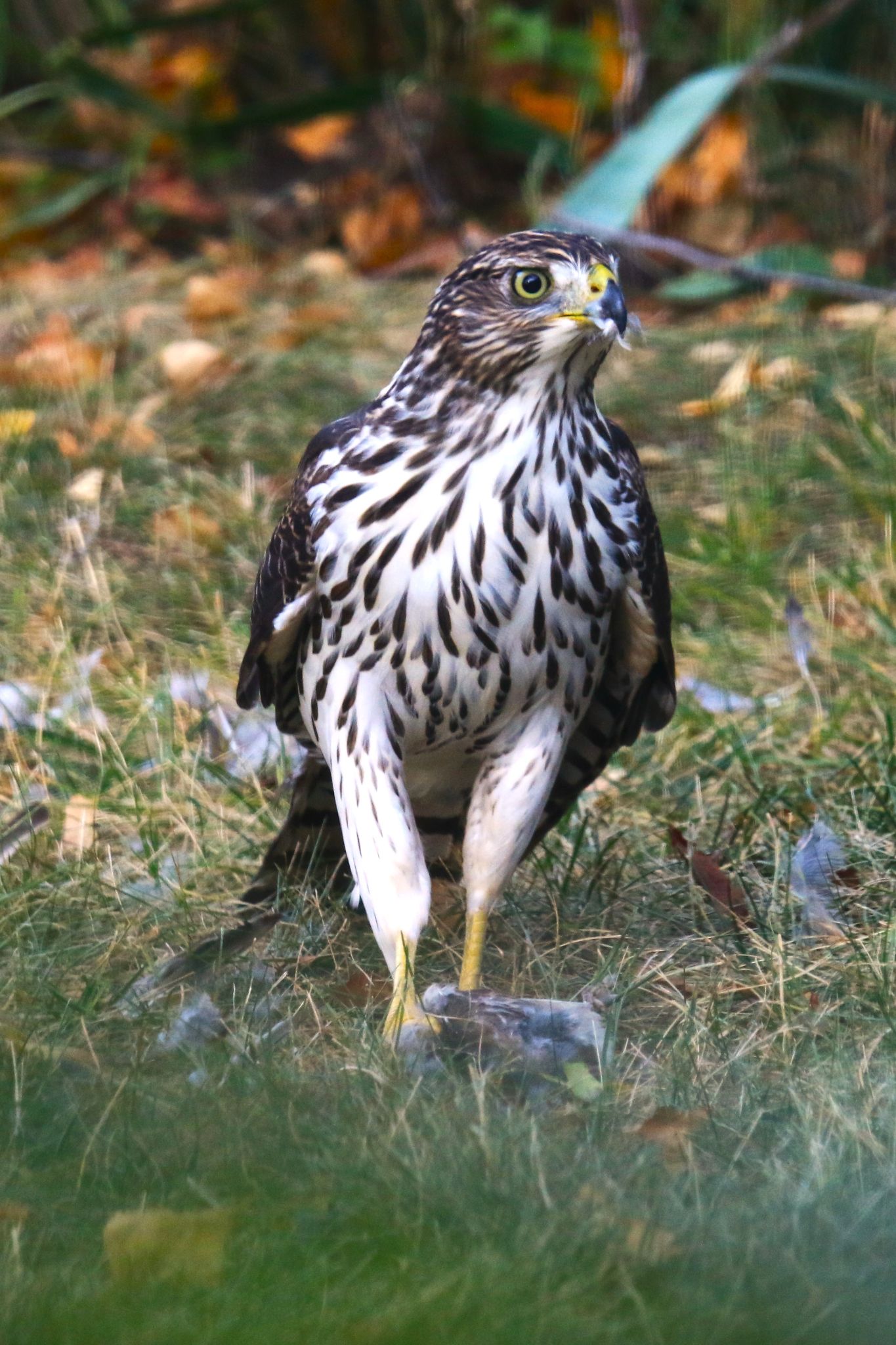 Community photo by Bill Kozar | Taylorsville, Indiana. USA