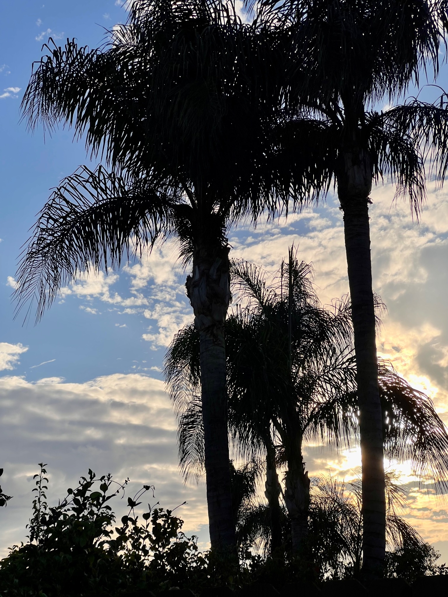 Community photo by Dolores Moreno | Highland, CA