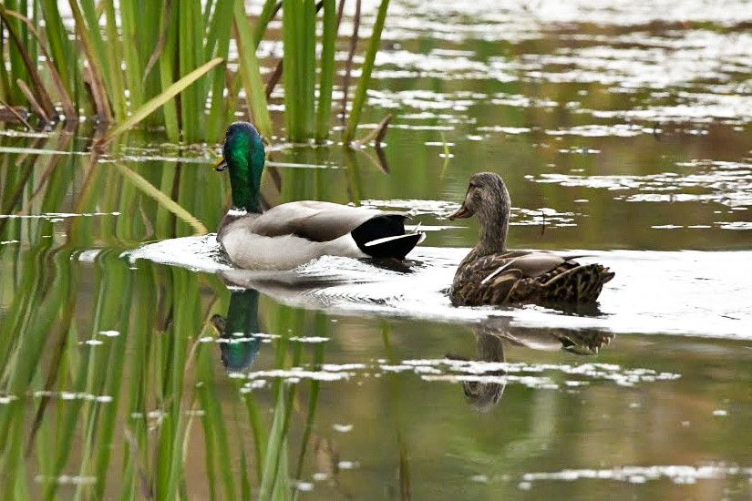 Community photo by Lorraine Boyd | Delmar, New York