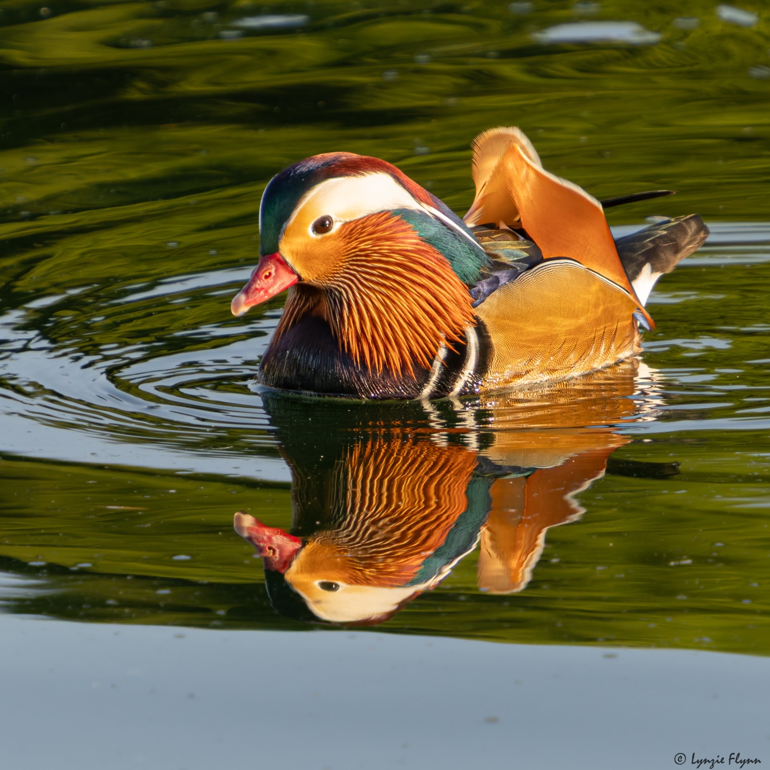 Community photo by Lynzie Flynn | Santa Ana, California, US