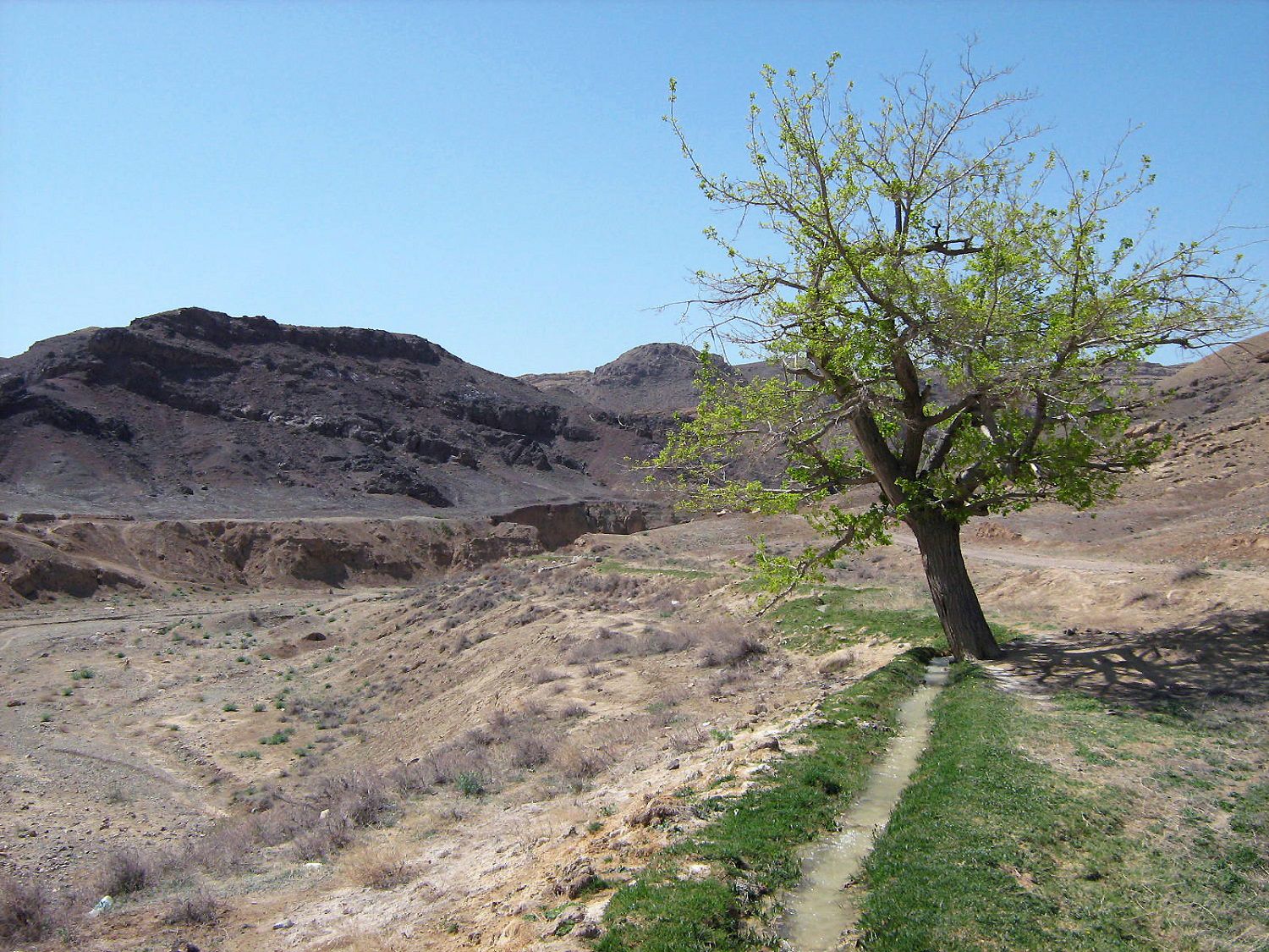 Community photo entitled  by Hassan Dadashi  Arani on 10/01/2025 at Esfahan province. Iran