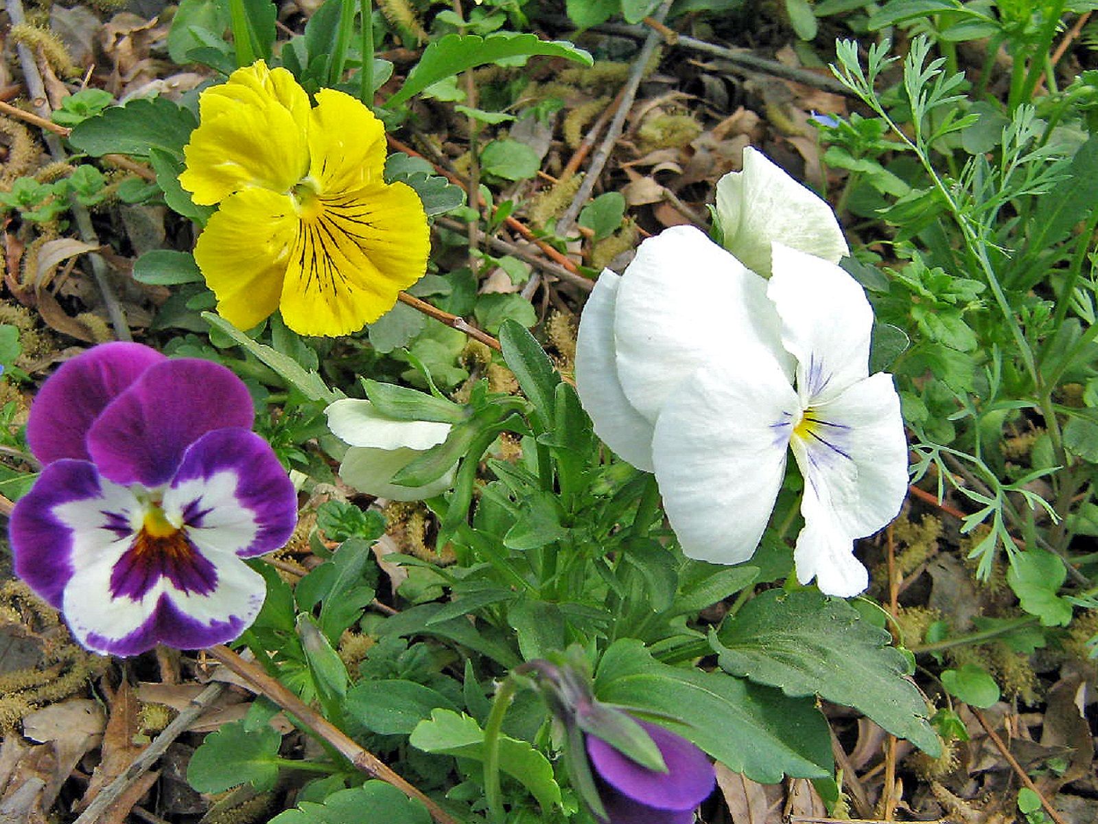 Community photo by Hassan