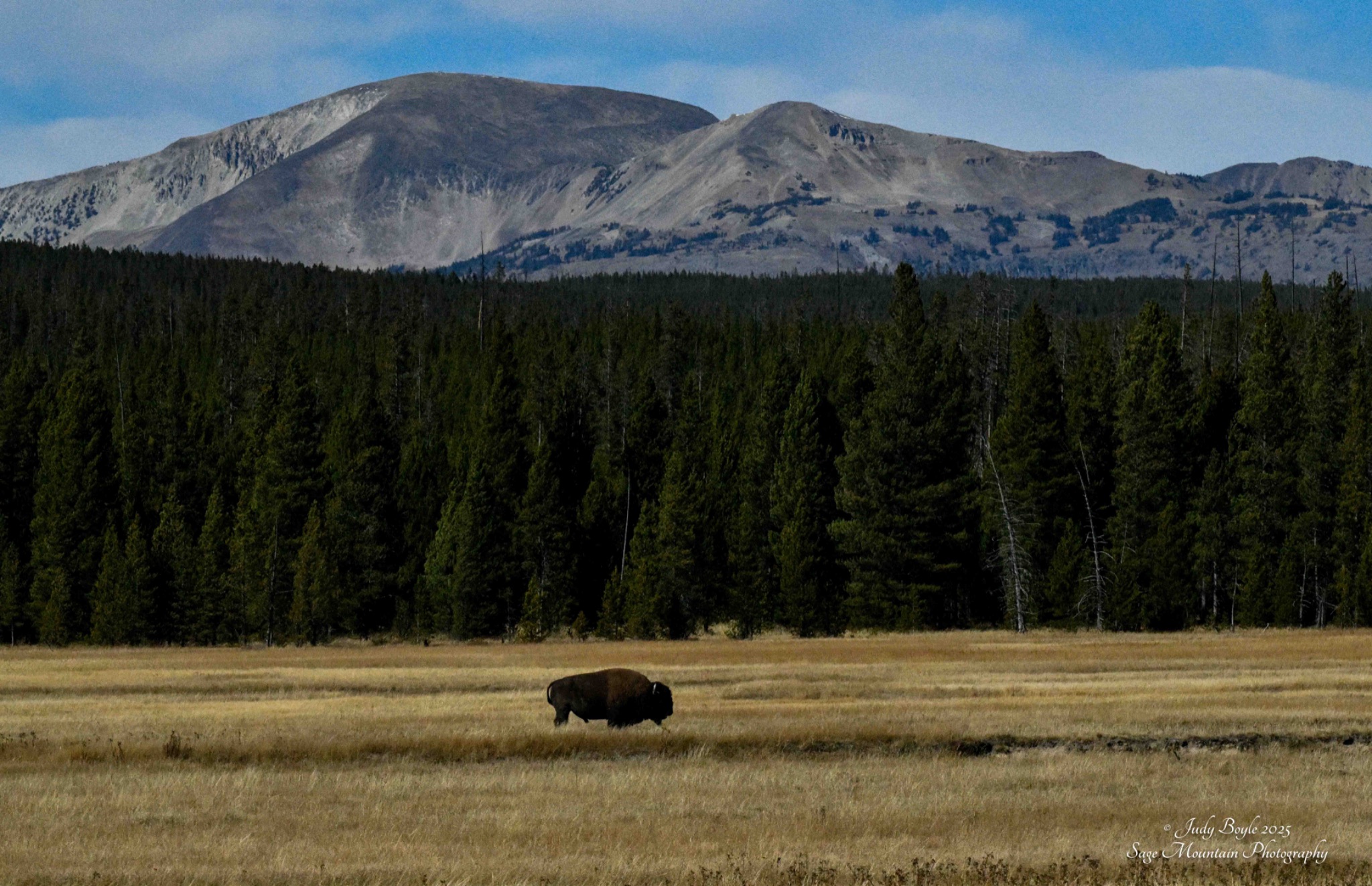 Community photo by Judy Boyle | Yellowstone National Park