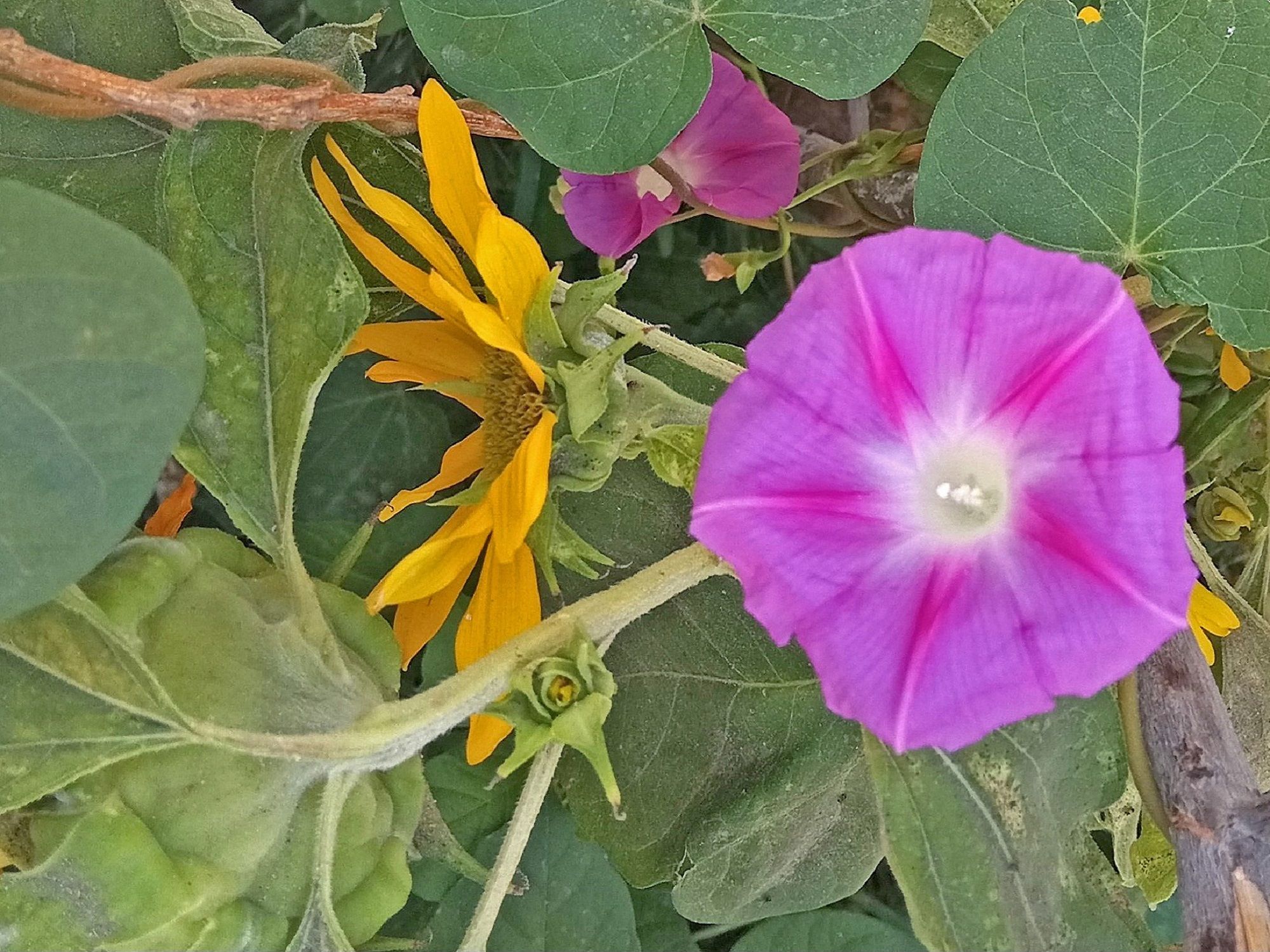 Community photo by Hassan