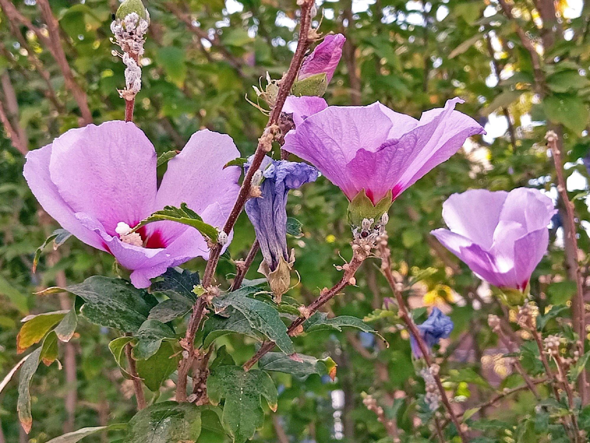 Community photo by Hassan