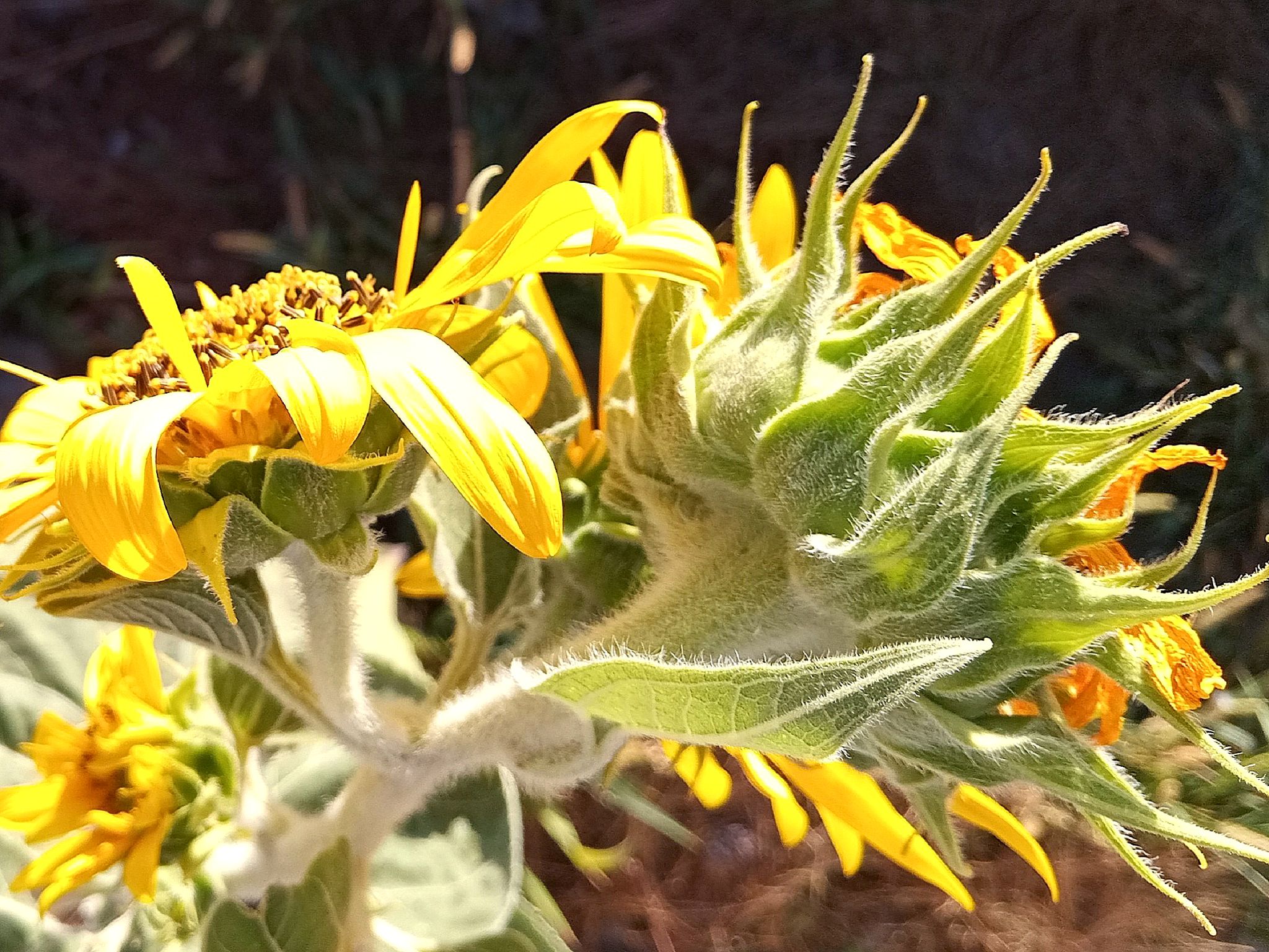Community photo by Hassan Dadashi  Arani | Esfahan. Iran