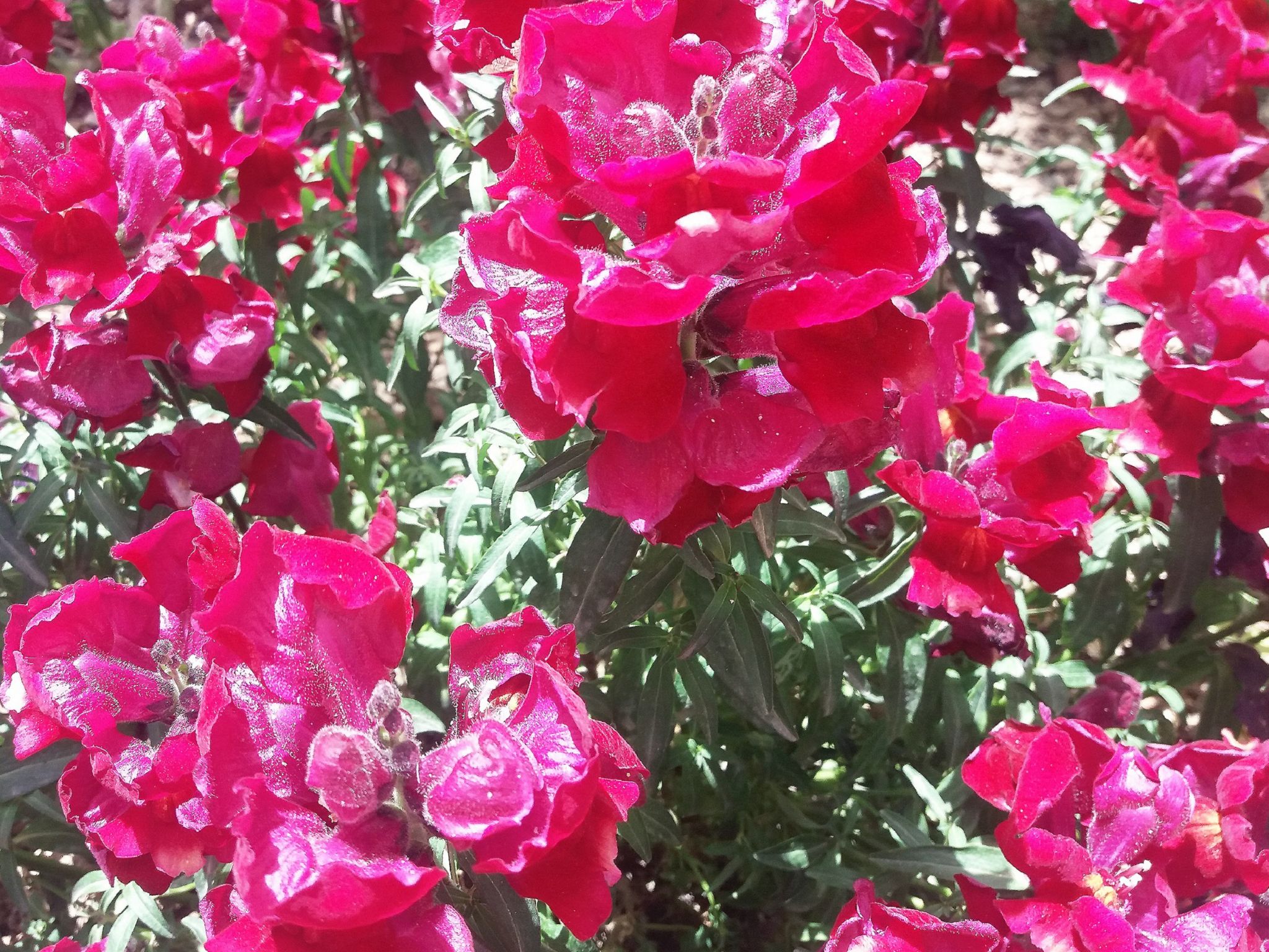 Community photo by Hassan