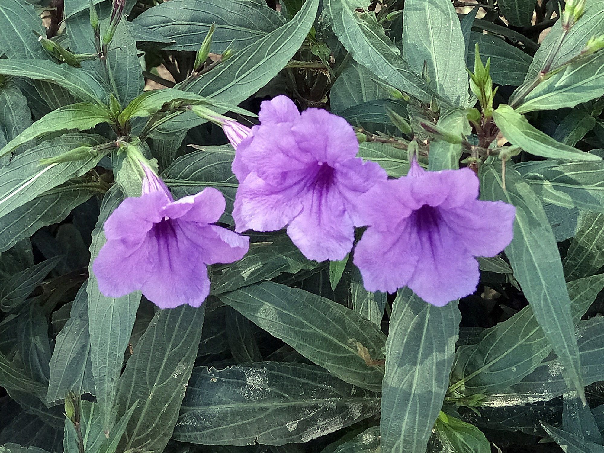 Community photo by Hassan