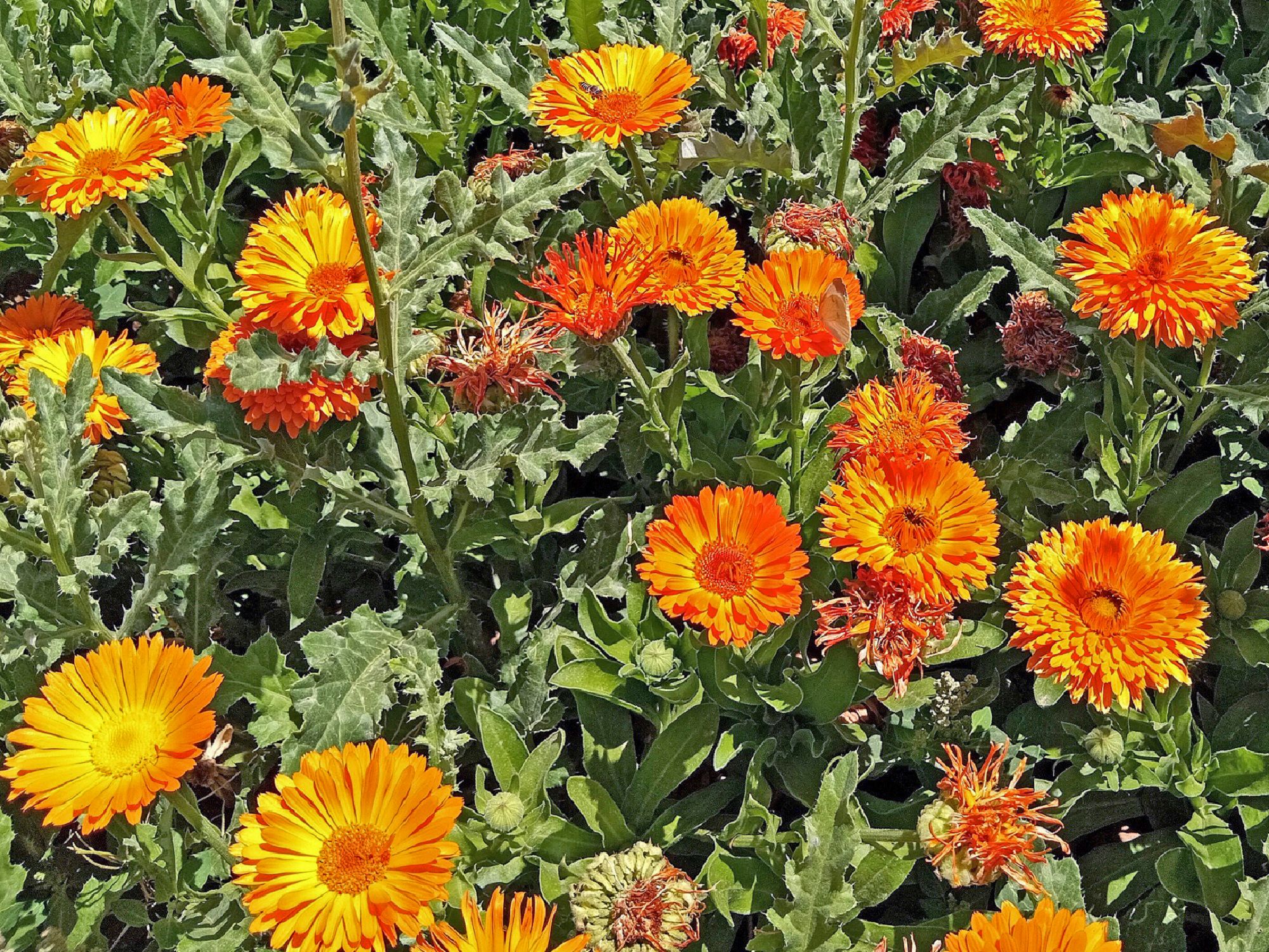 Community photo by Hassan