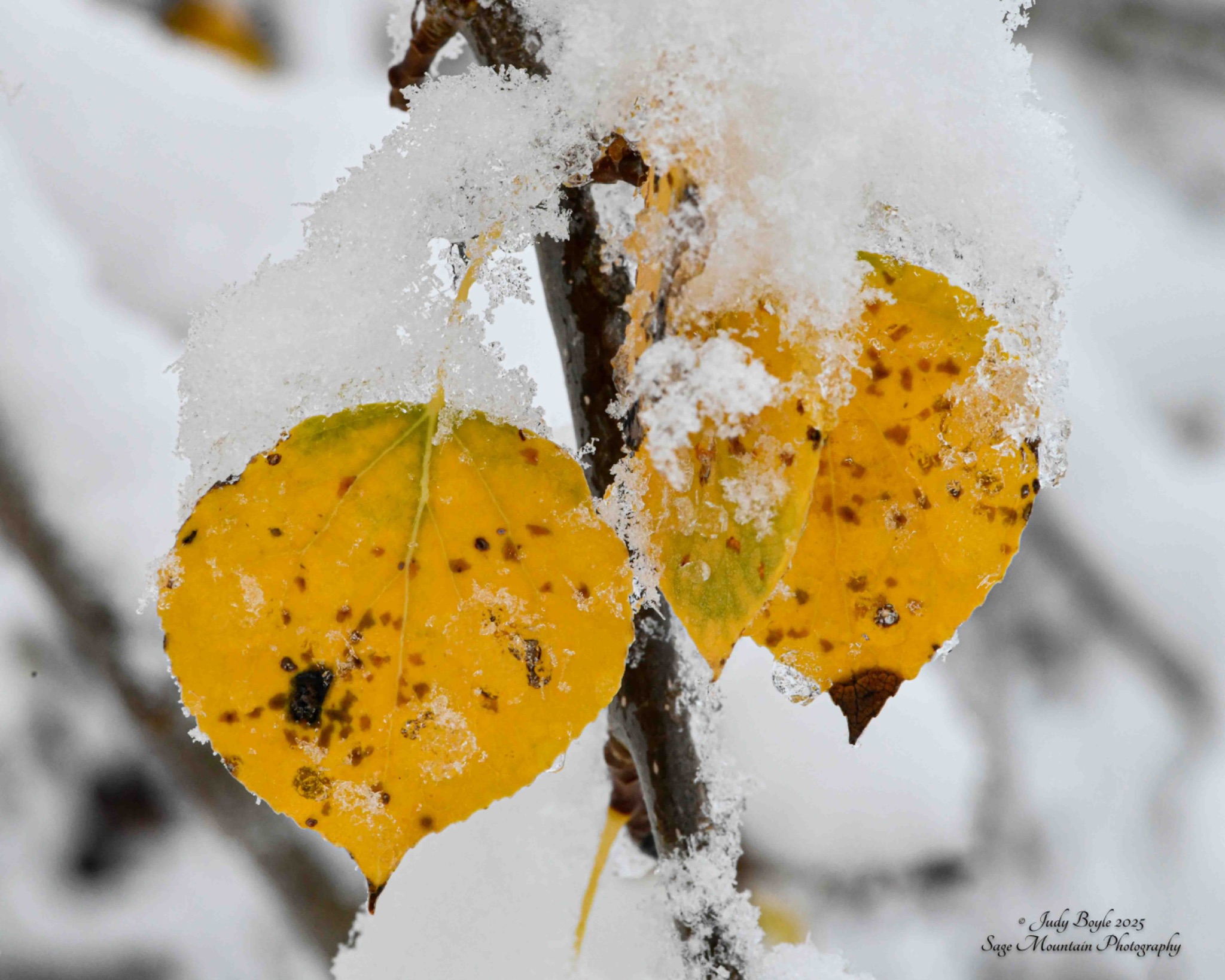 Community photo by Judy Boyle | Whitehall, Montana USA
