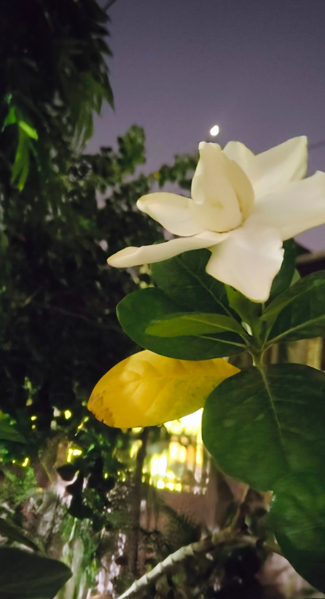 Community photo by Harsha Jetley | Vadodara Gujarat India