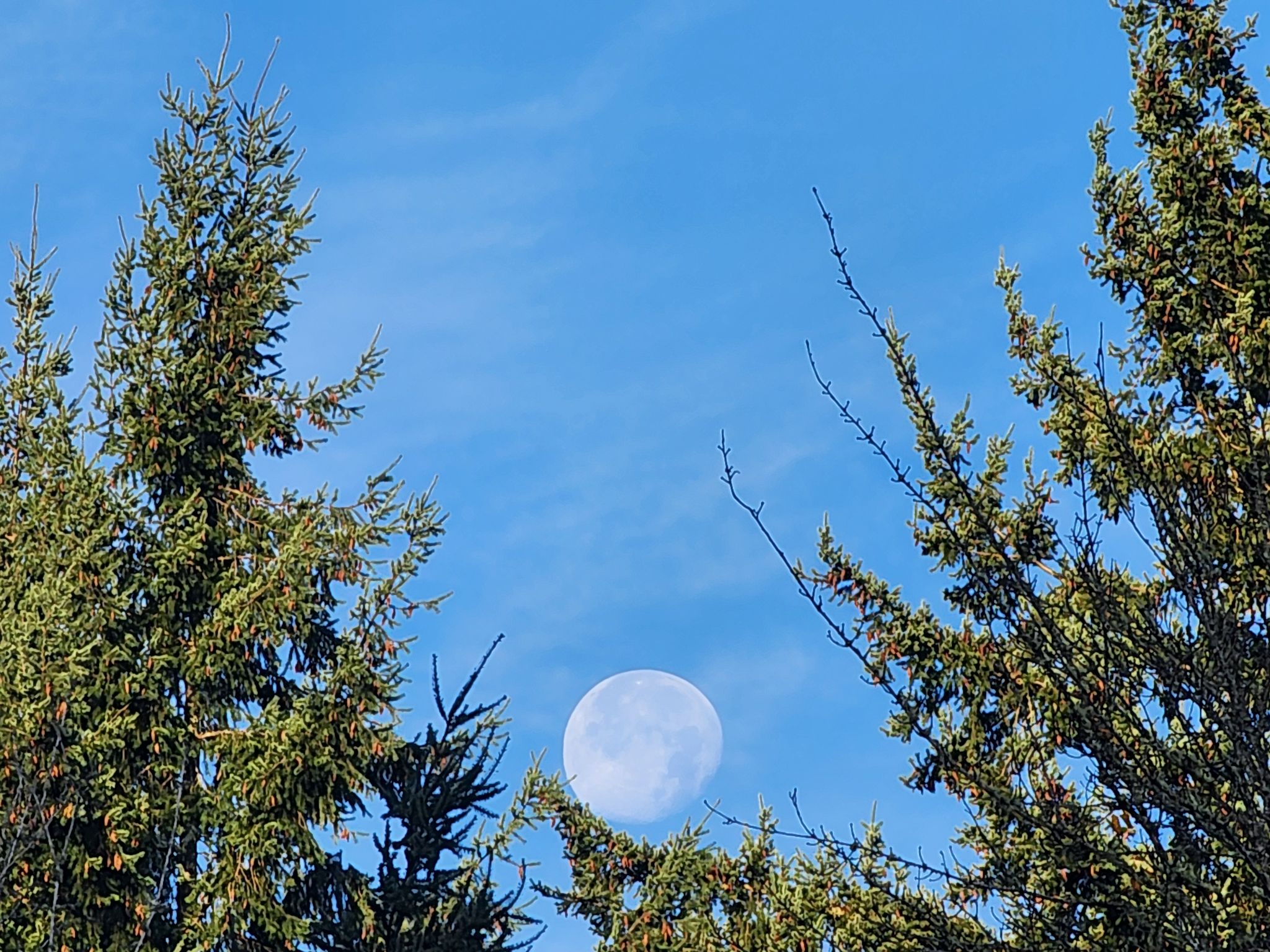 Community photo entitled Morning moon at my house by Jay&Janice Anderson on 11/07/2025 at Port Orchard, WA.