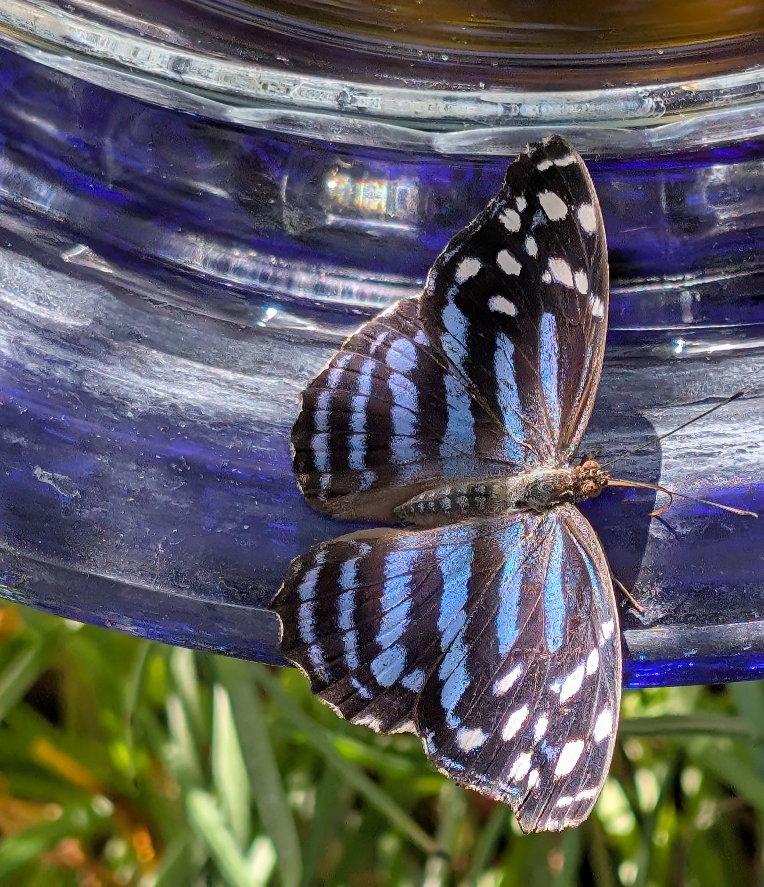Community photo by Craig Ruark | Las Vegas Springs Preserve