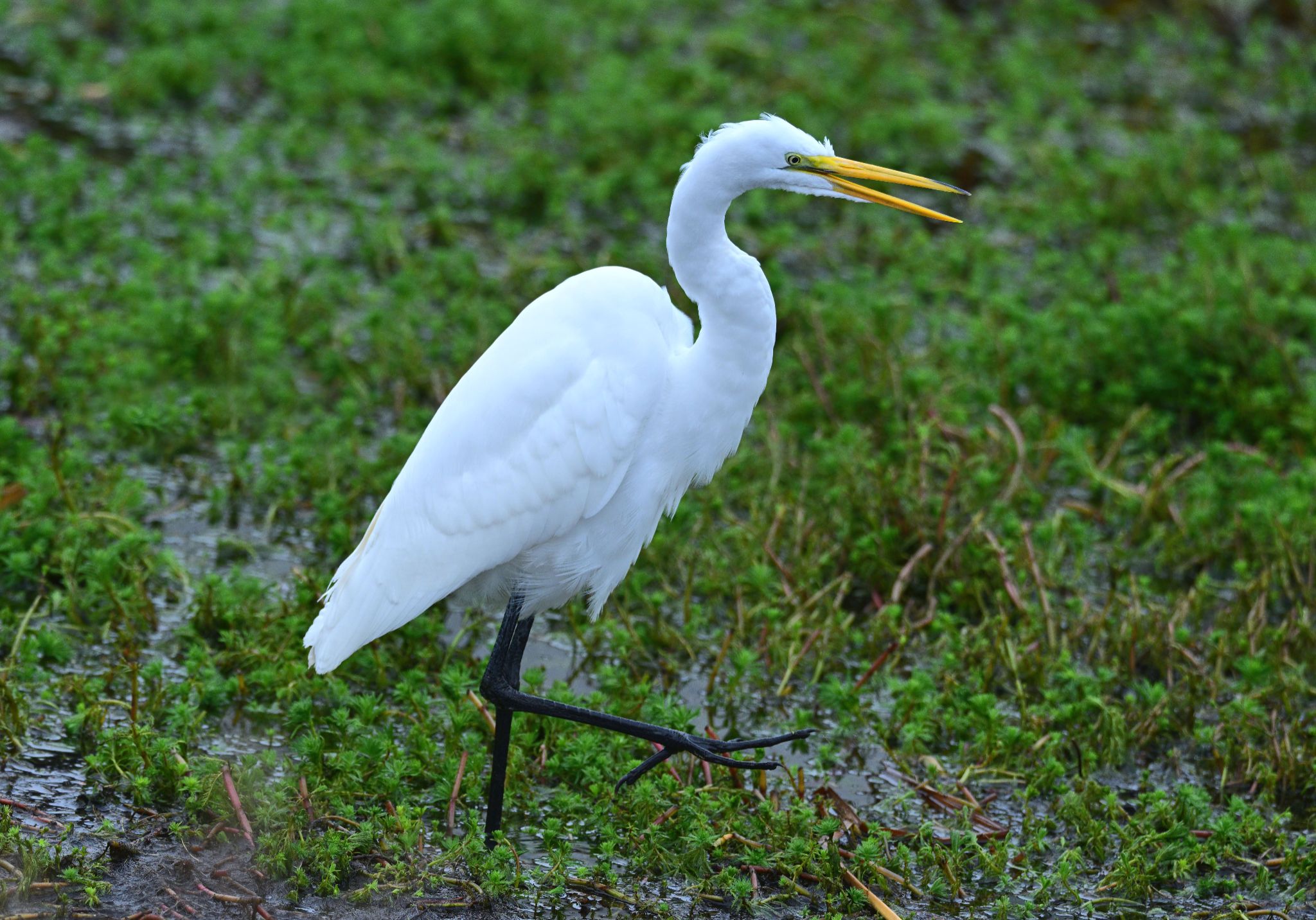Community photo by Cecille Kennedy | Lincoln City, Oregon