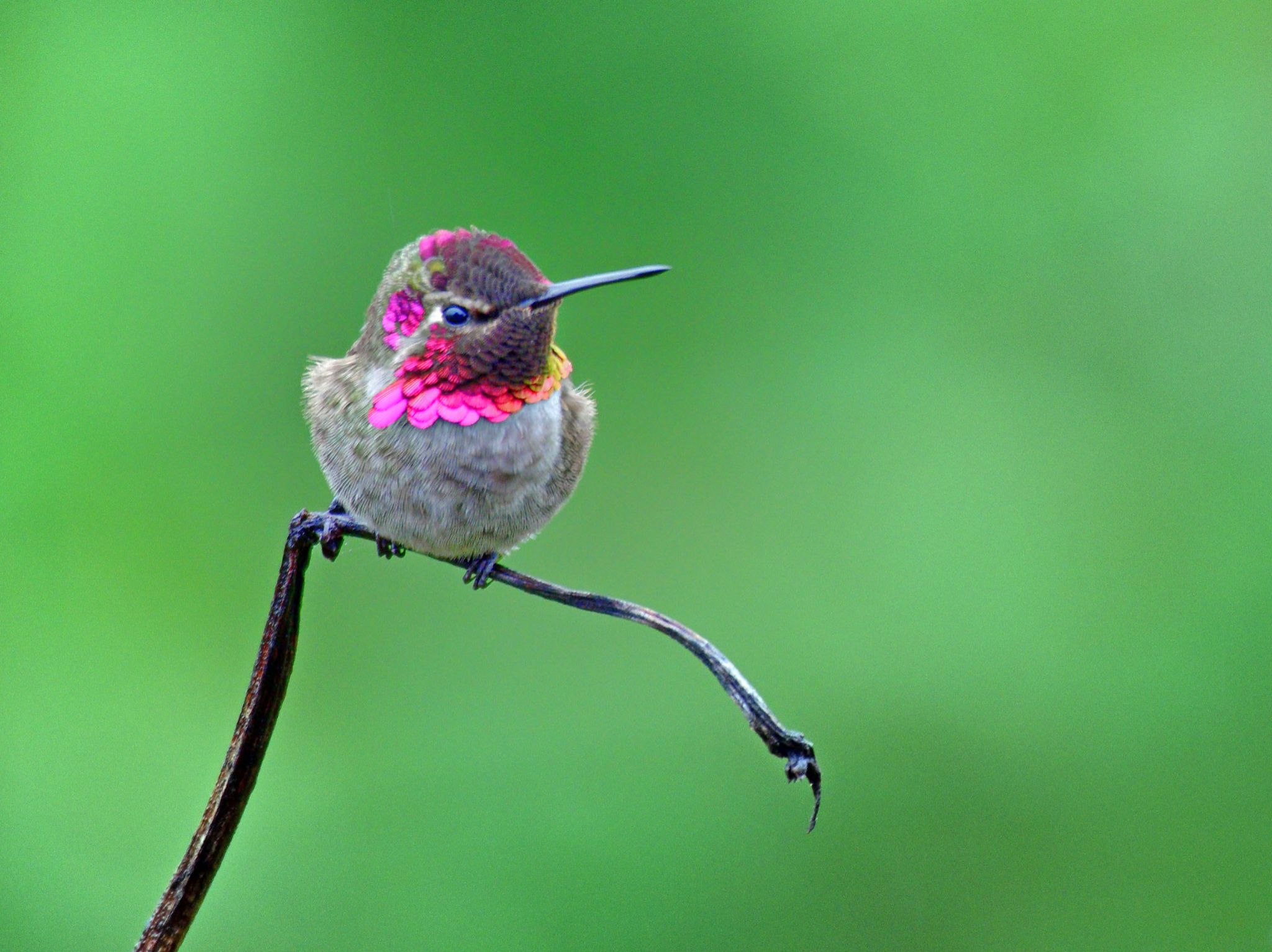Community photo entitled Guardian of the Nectar by Cecille Kennedy on 11/16/2025 at Depoe Bay, Oregon