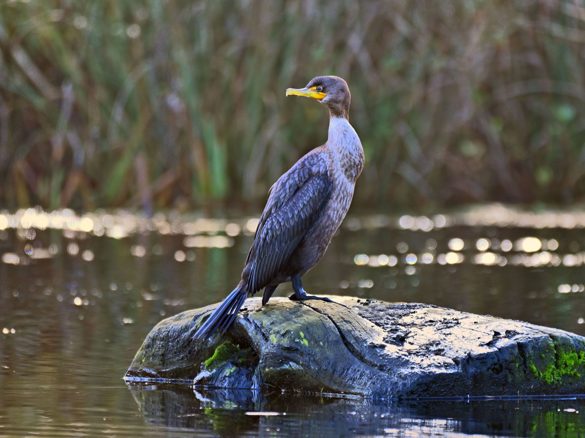 Community photo by Cecille