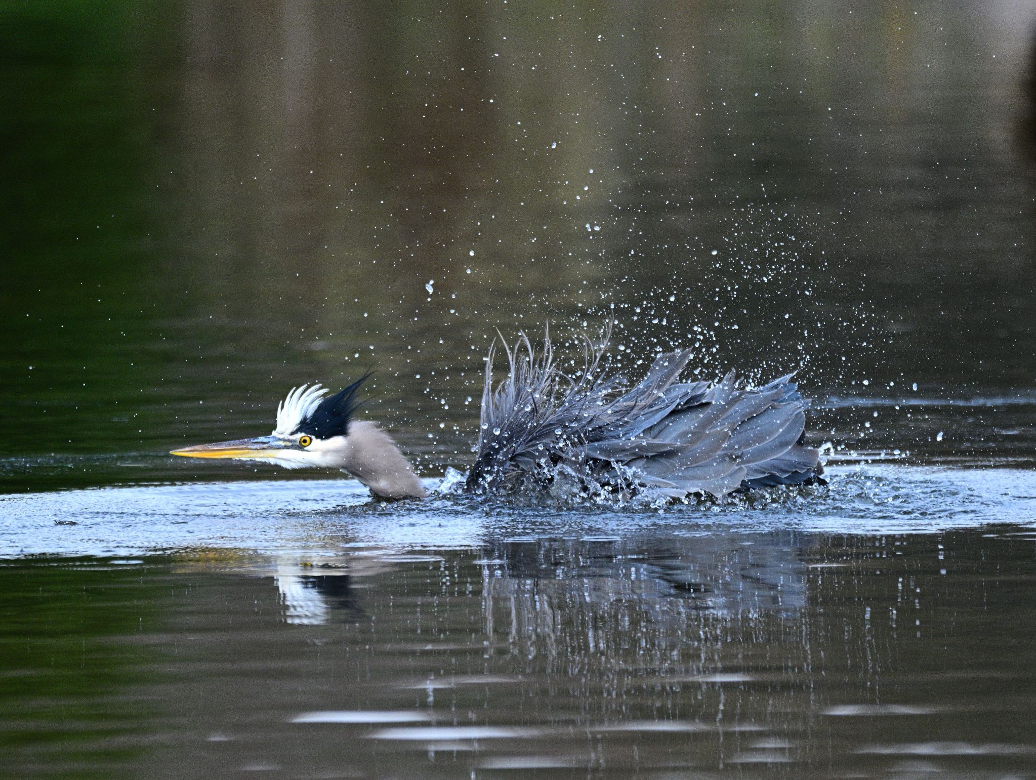 Community photo by Cecille
