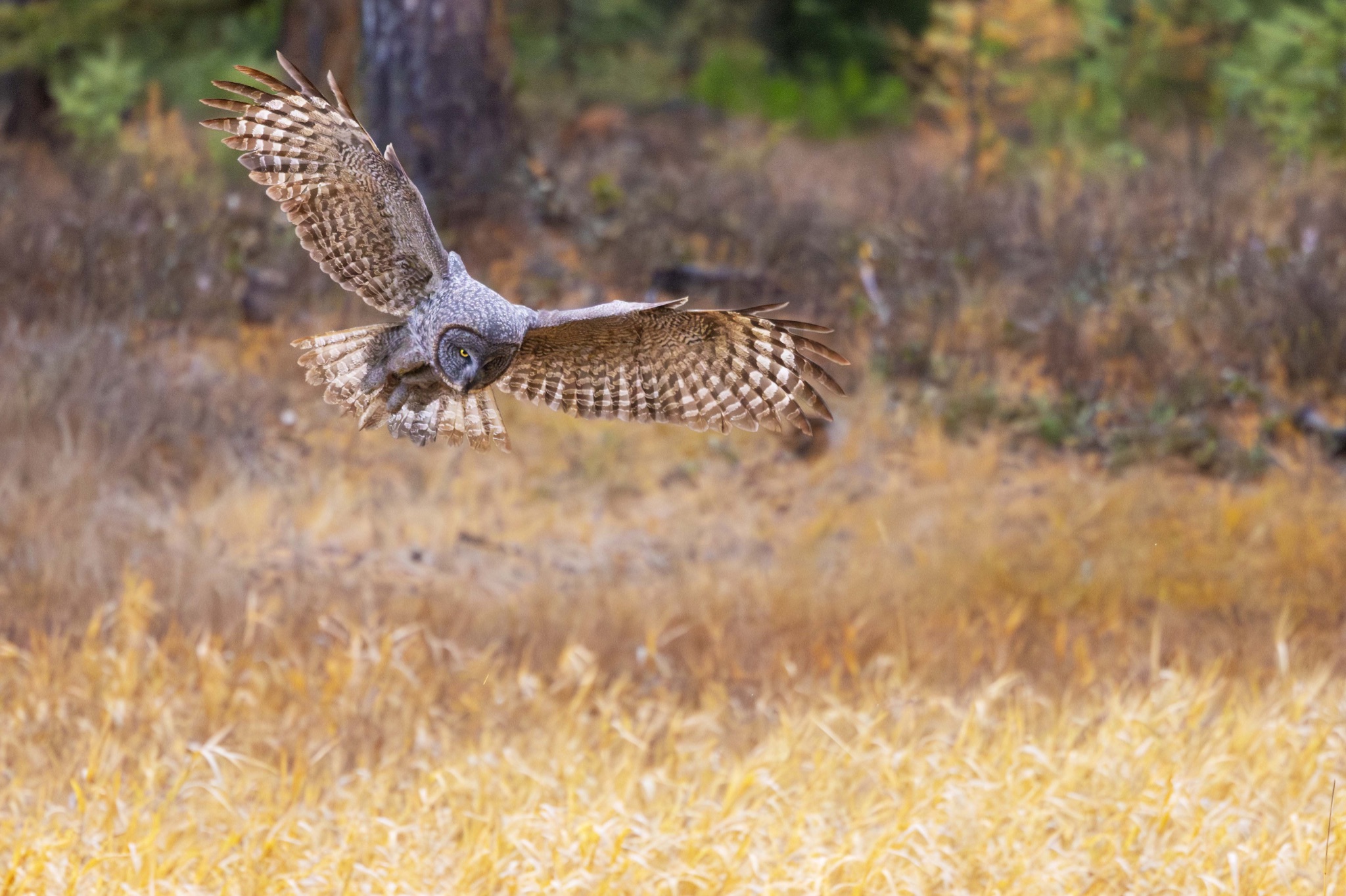 Community photo entitled Great gray owl by Tim Rubbert on 11/24/2025 at NW Montana