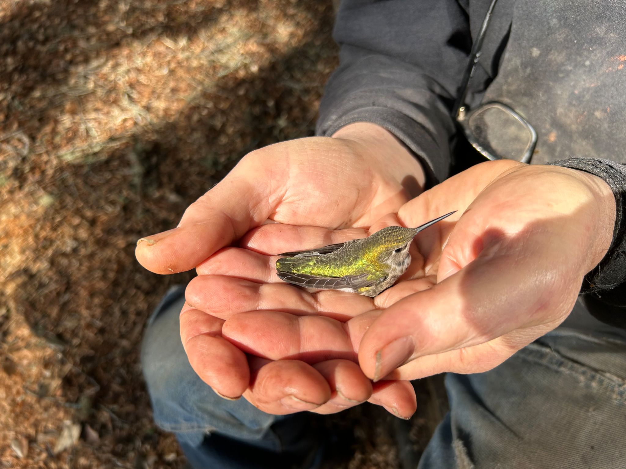 Community photo entitled Bird in the hand by Wells Shoemaker on 02/12/2023 at Fish Creek Cove, Utah...near Torrey