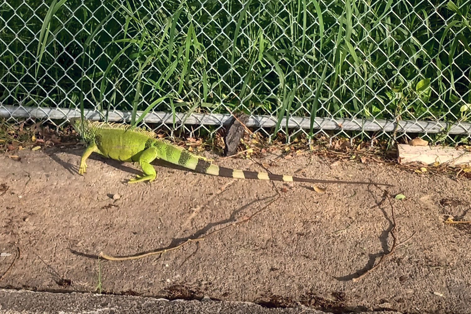 Community photo entitled Green iguana in Puerto Rico by Armando Caussade on 10/17/2025 at San Juan, Puerto Rico