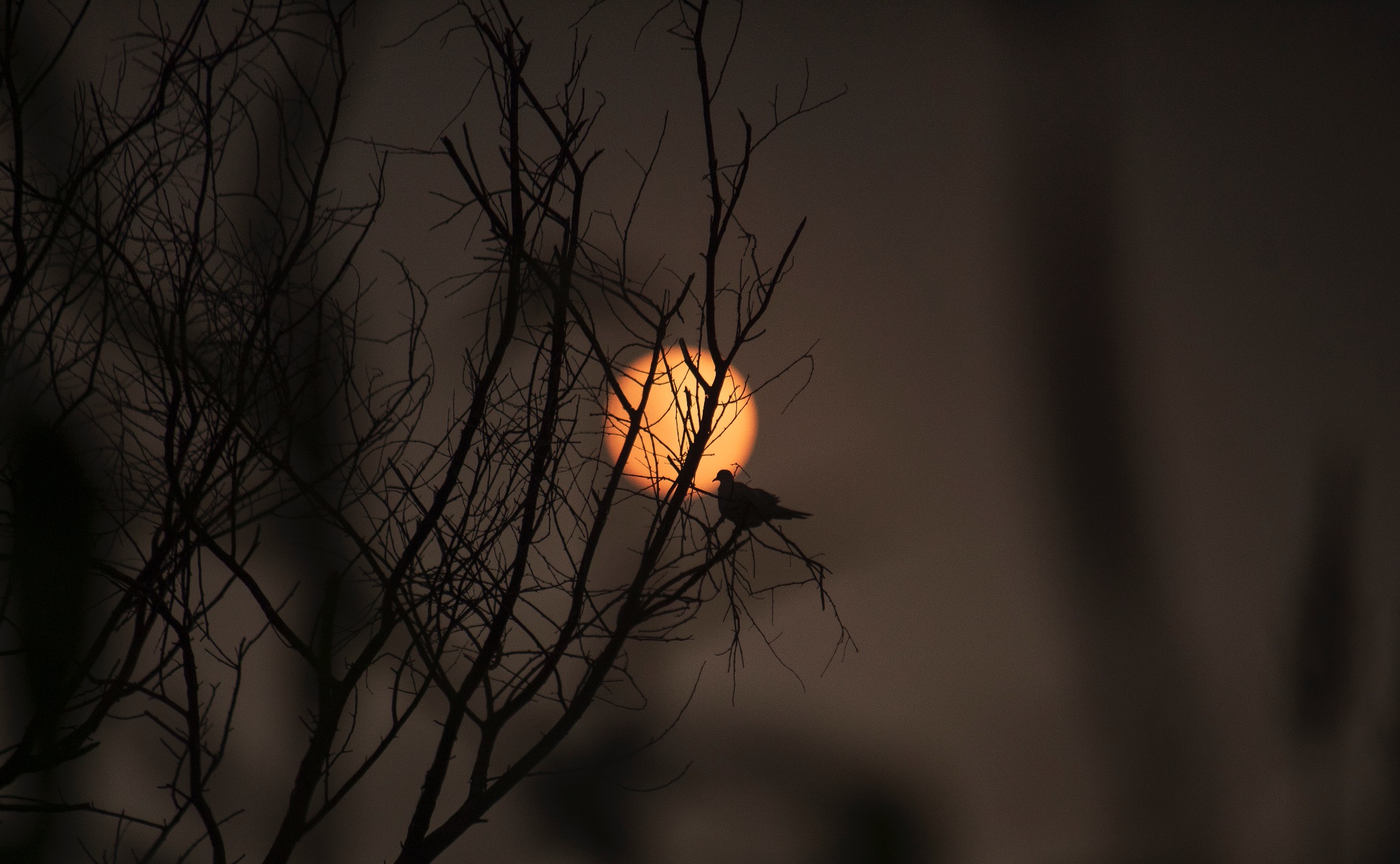 Community photo by Muhammad Abdul Rehman | Gujrat,Punjab, Pakistan