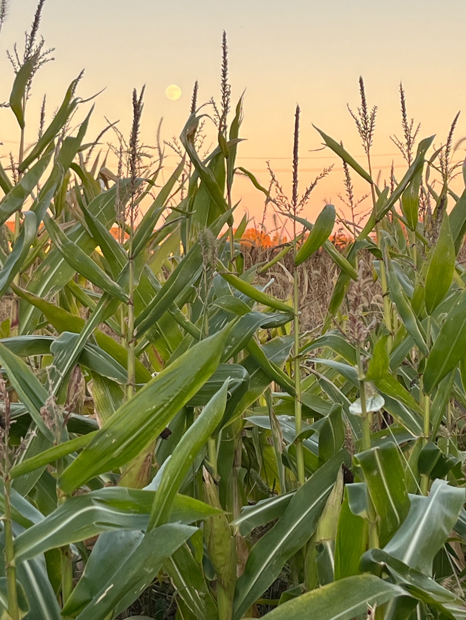 Community photo by Dean Chavooshian | Riverhead, NY