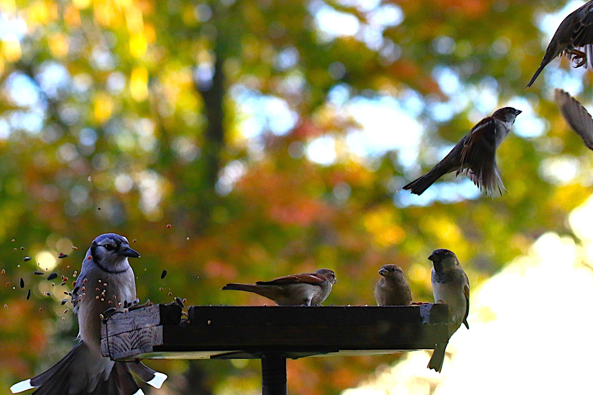 Community photo by Bill Kozar | Taylorsville, Indiana. USA