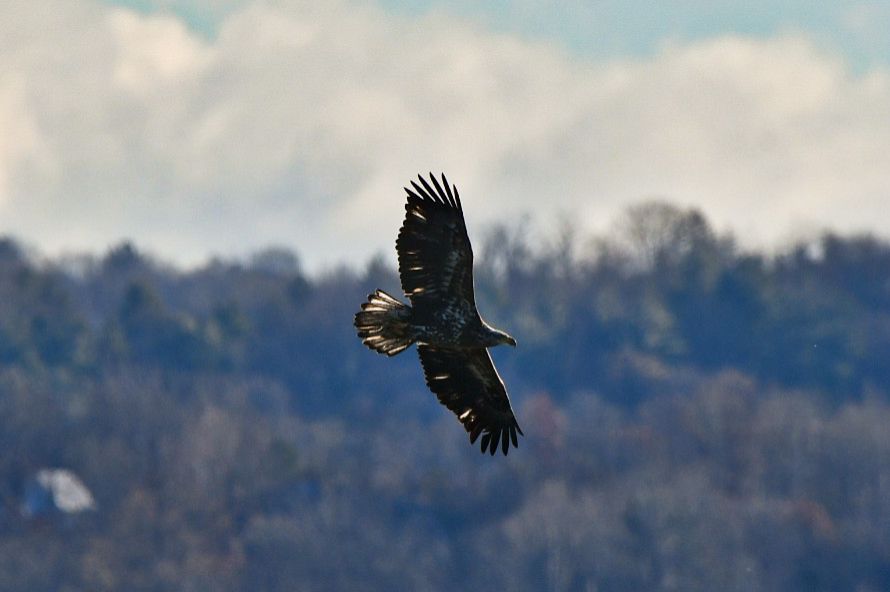 Community photo entitled Juvenile Bald Eagle by Lorraine Boyd on 11/30/2025 at Cohoes, New York