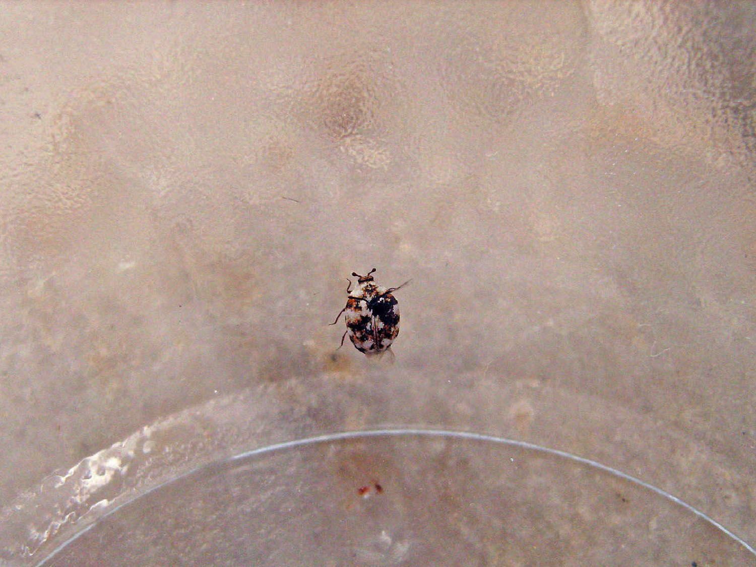 Community photo by Hassan