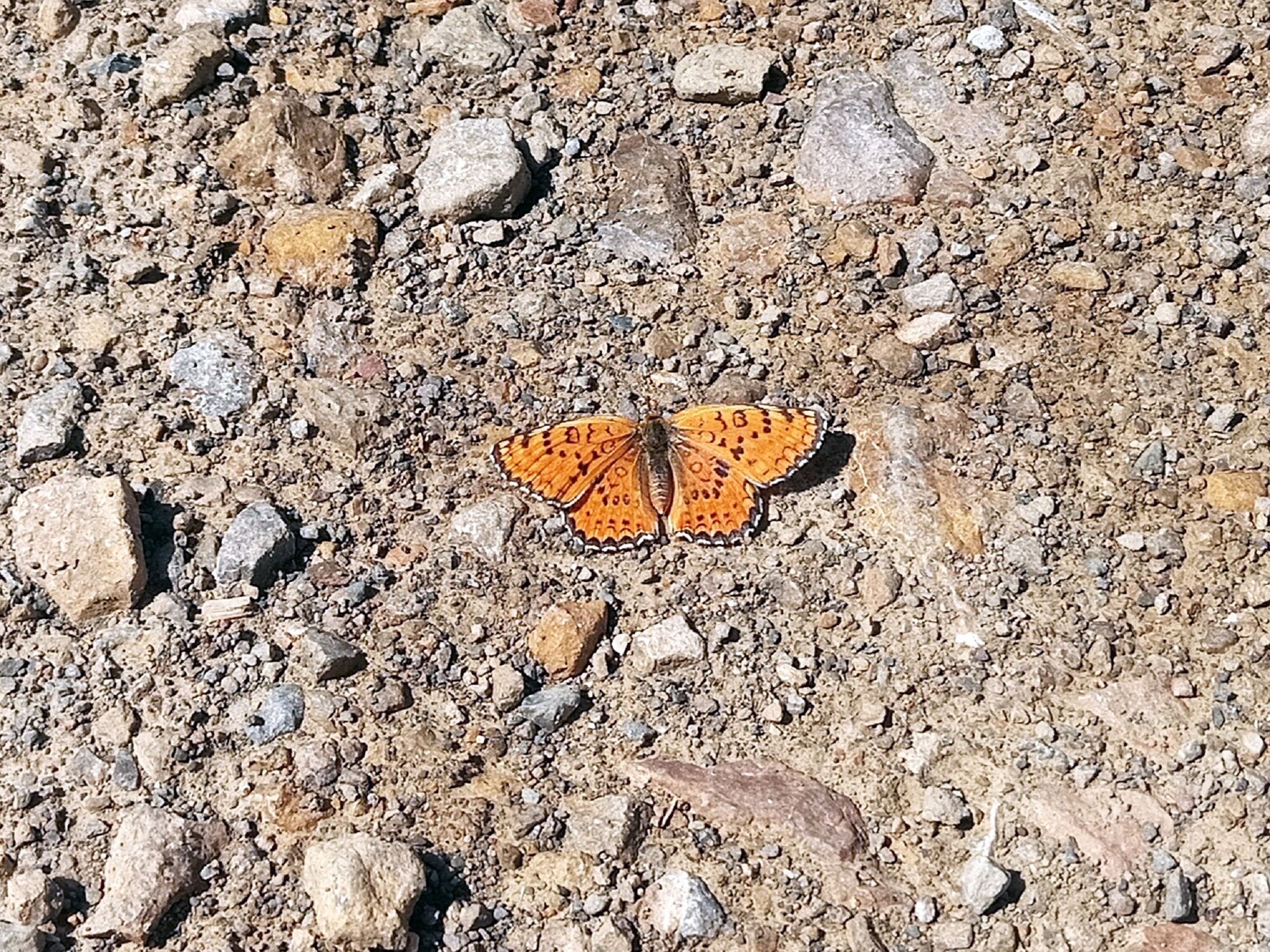 Community photo entitled  by Hassan Dadashi  Arani on 11/07/2025 at Esfahan province. Iran